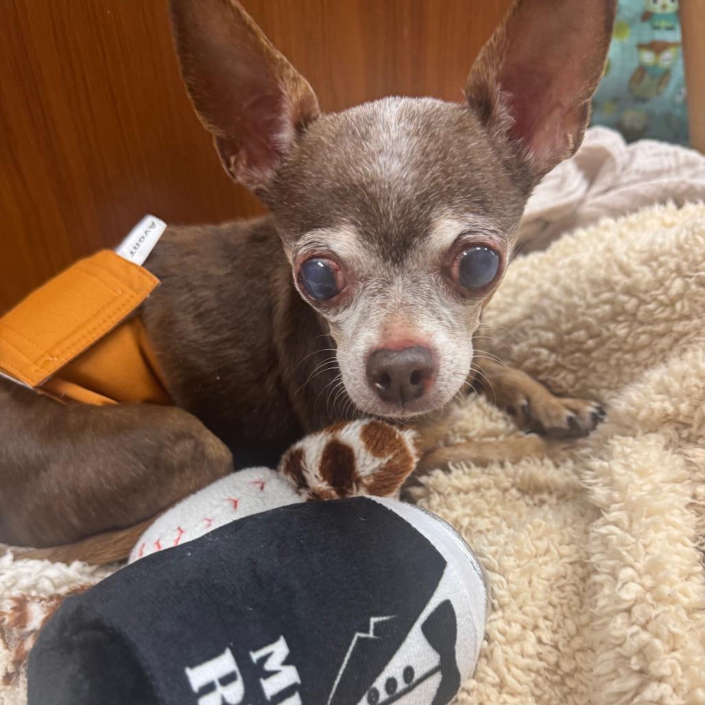 Enlarge Robby, a Adoptable Chihuahua in Austell, GA image 3/6