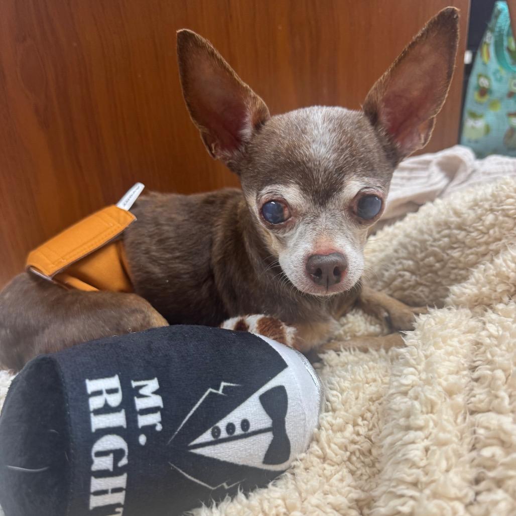 Enlarge Robby, a Adoptable Chihuahua in Austell, GA image 5/6