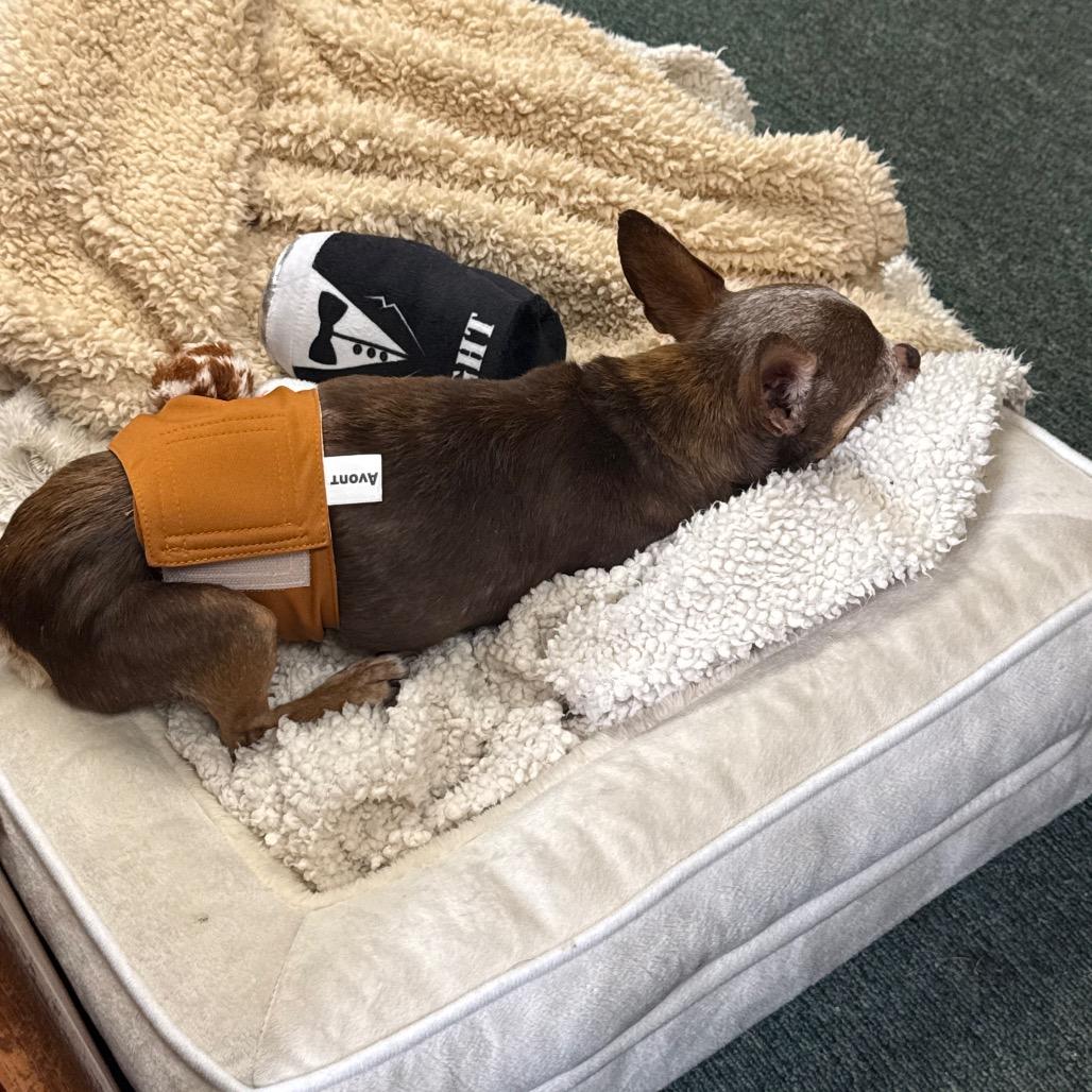 Enlarge Robby, a Adoptable Chihuahua in Austell, GA image 6/6