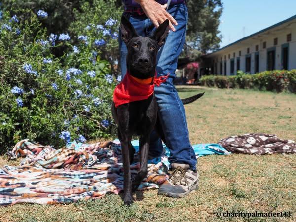 Mandy, an adoptable Mixed Breed in EL COLORADO, JAL, 48265 | Photo Image 1