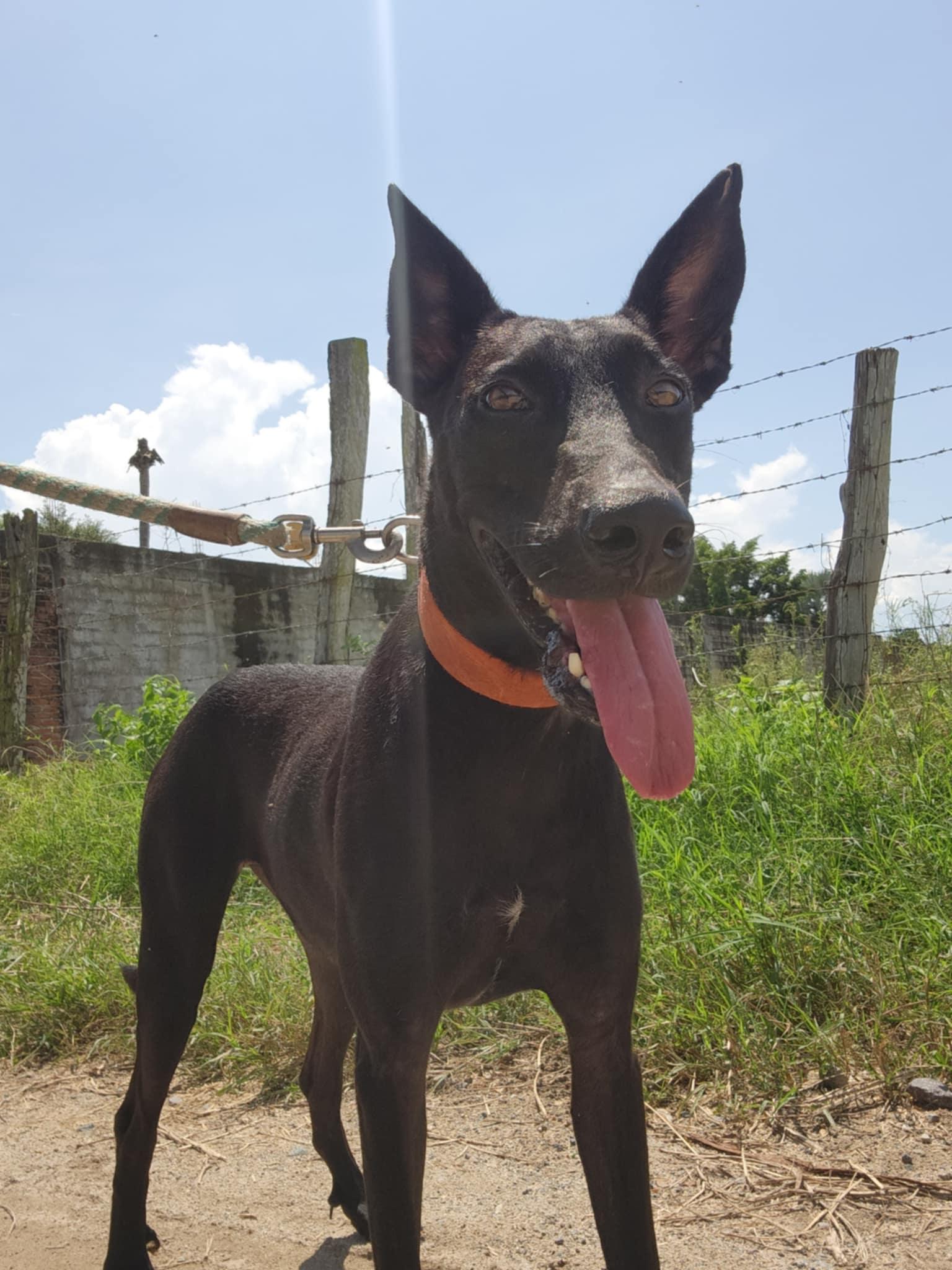 Mandy, Adoptable, Adult Female Mixed Breed.