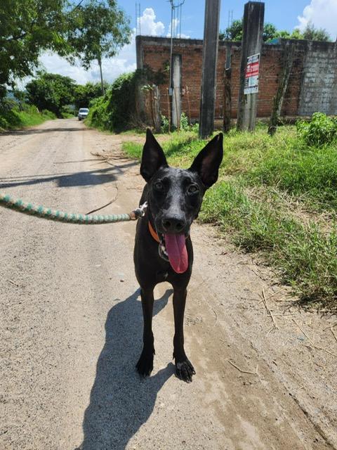 Mandy, a Adoptable mixed breed in EL COLORADO, JAL image 3/6