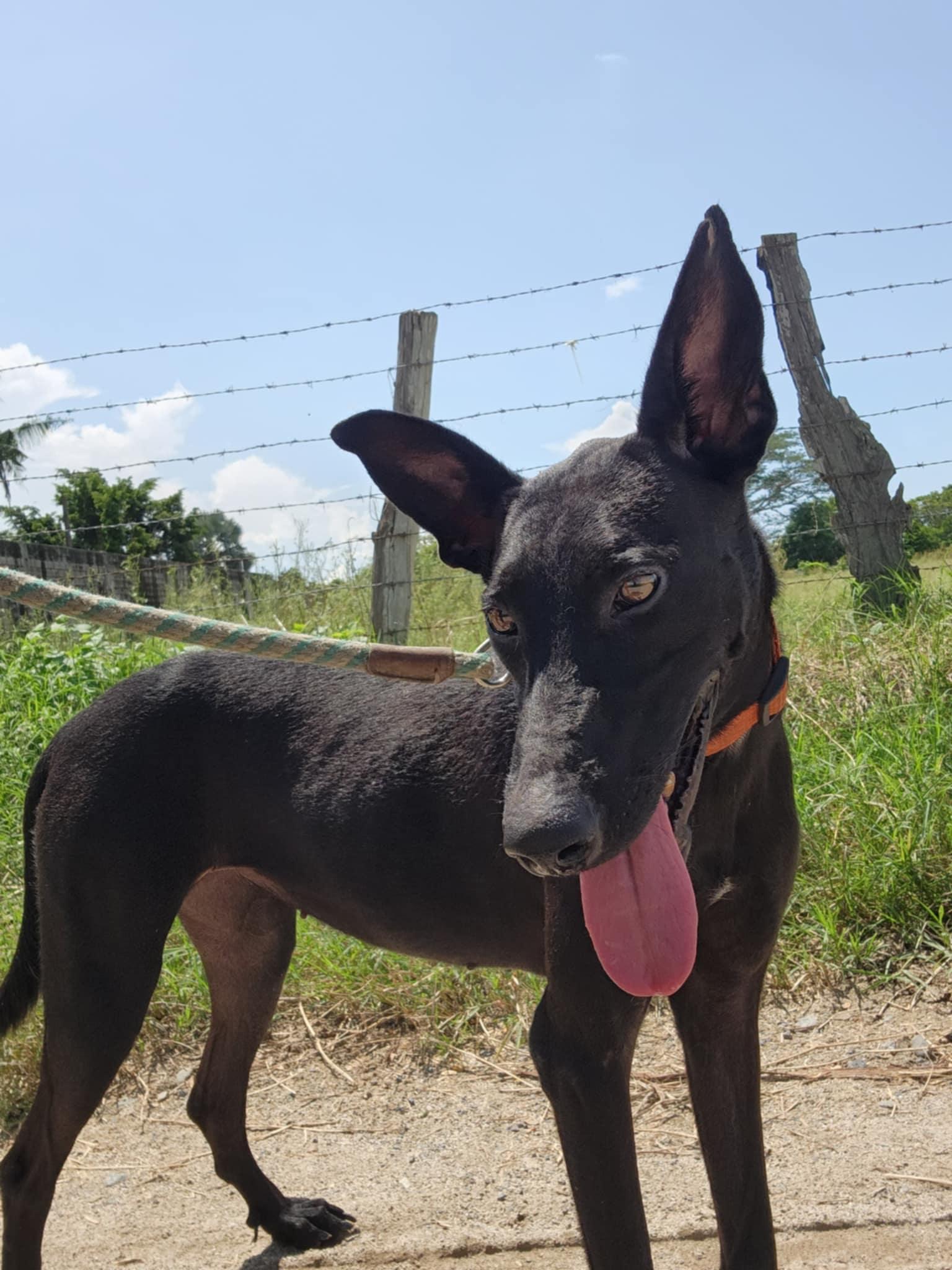 Mandy, a Adoptable mixed breed in EL COLORADO, JAL image 4/6