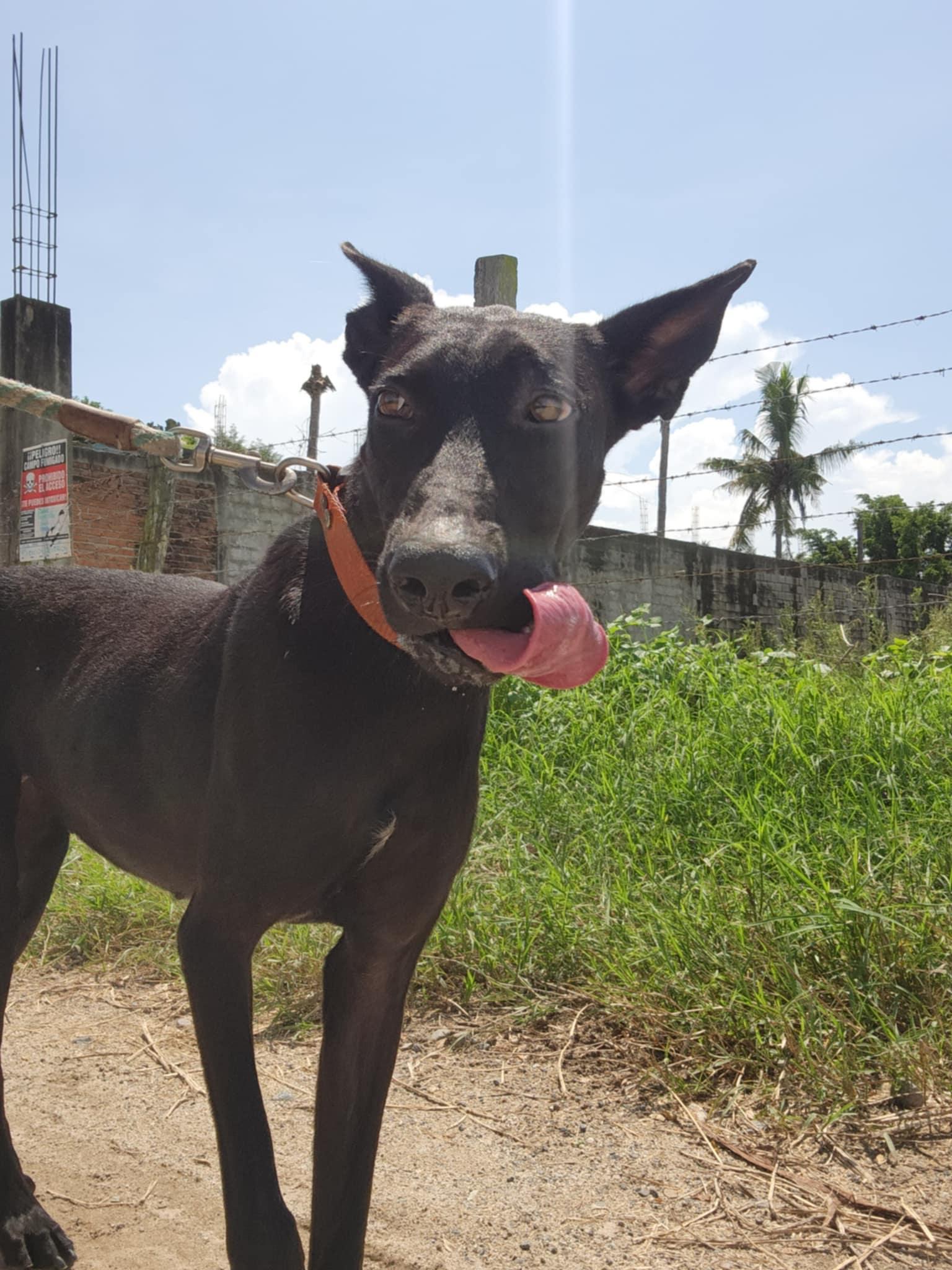 Mandy, a Adoptable mixed breed in EL COLORADO, JAL image 5/6