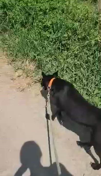 Enlarge Mandy, a Adoptable mixed breed in EL COLORADO, JAL video 6/6