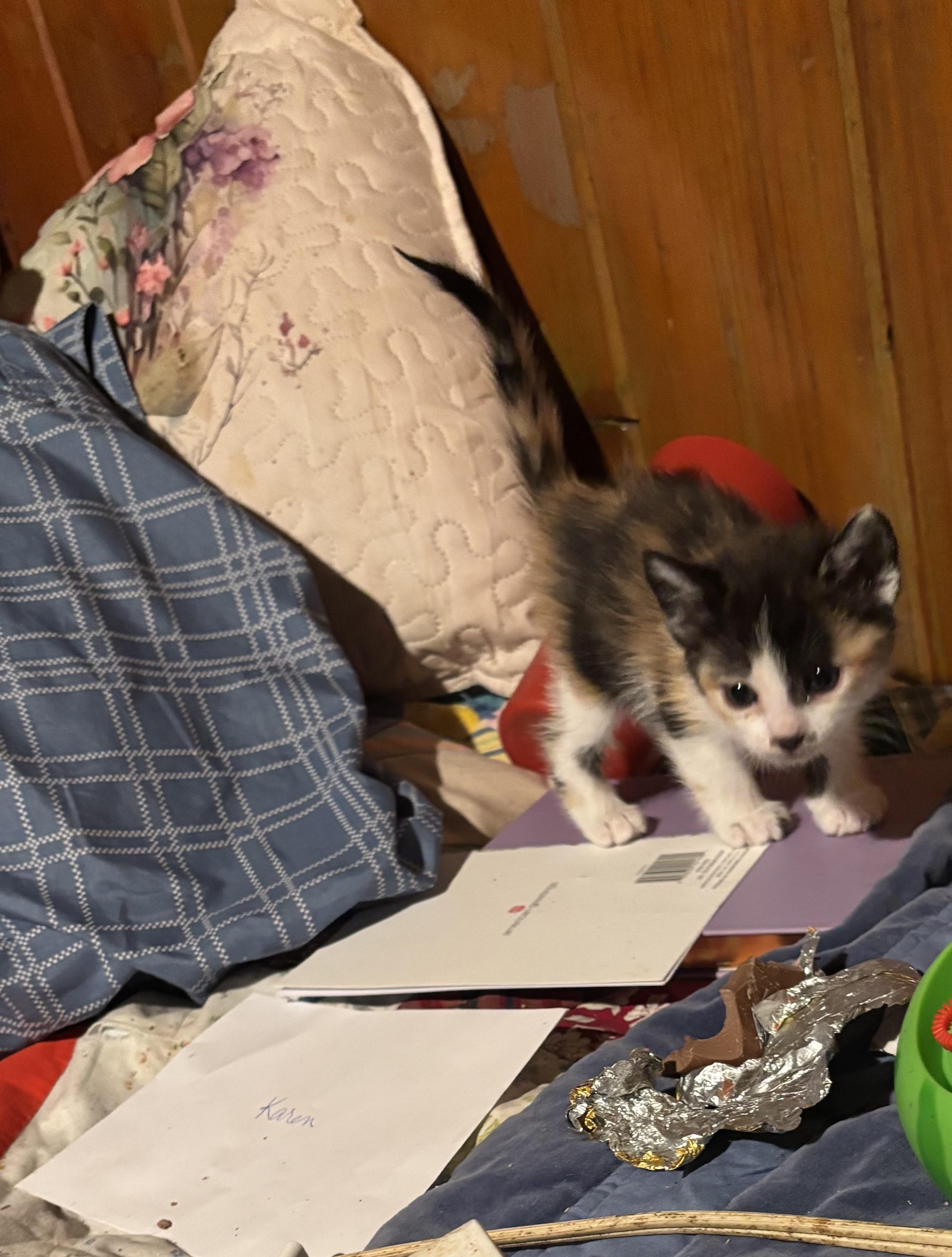 Paisley, a ADOPTABLE Calico in Lancaster, CA image 3/4