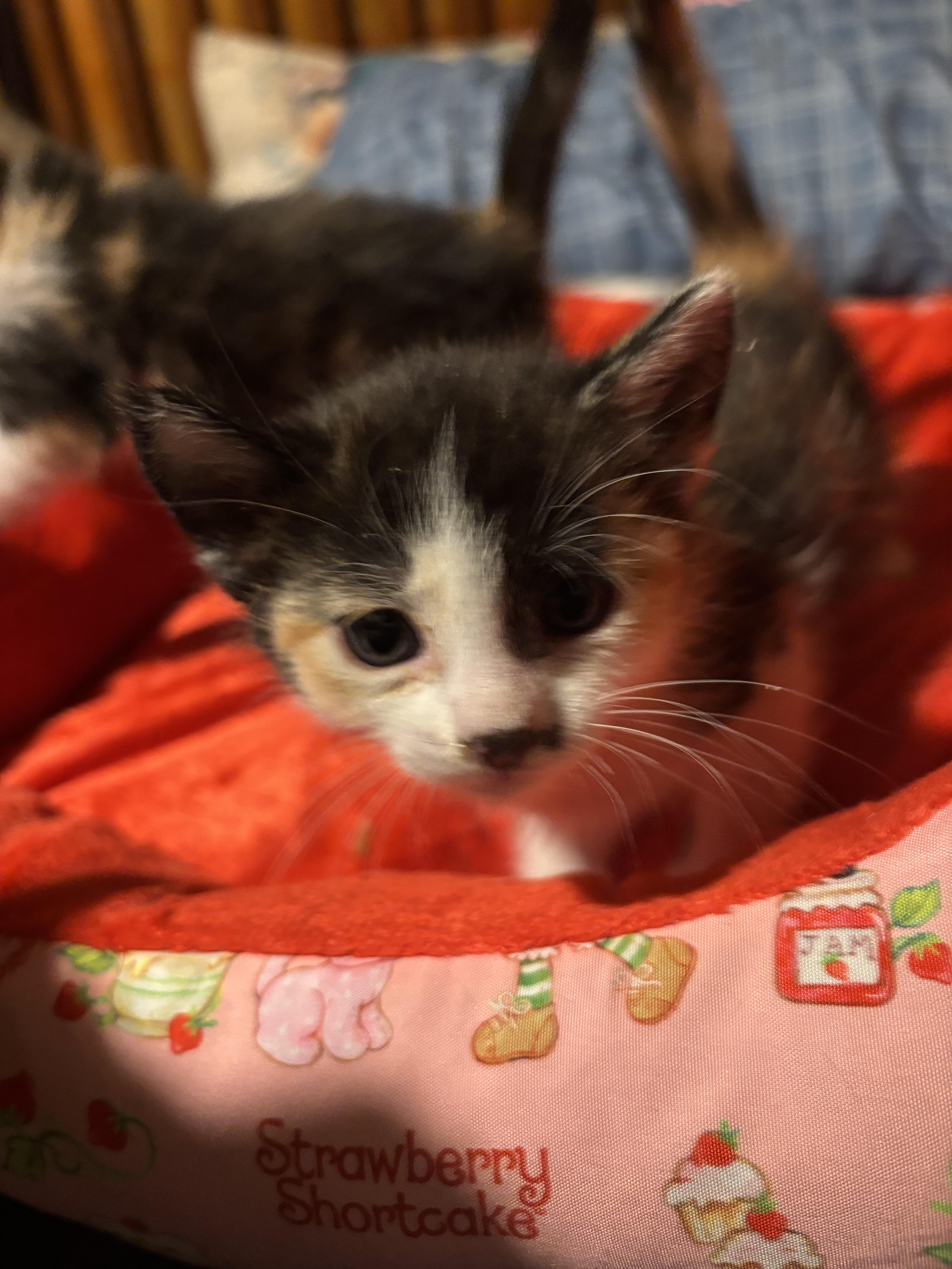 Paisley, a ADOPTABLE Calico in Lancaster, CA image 2/4