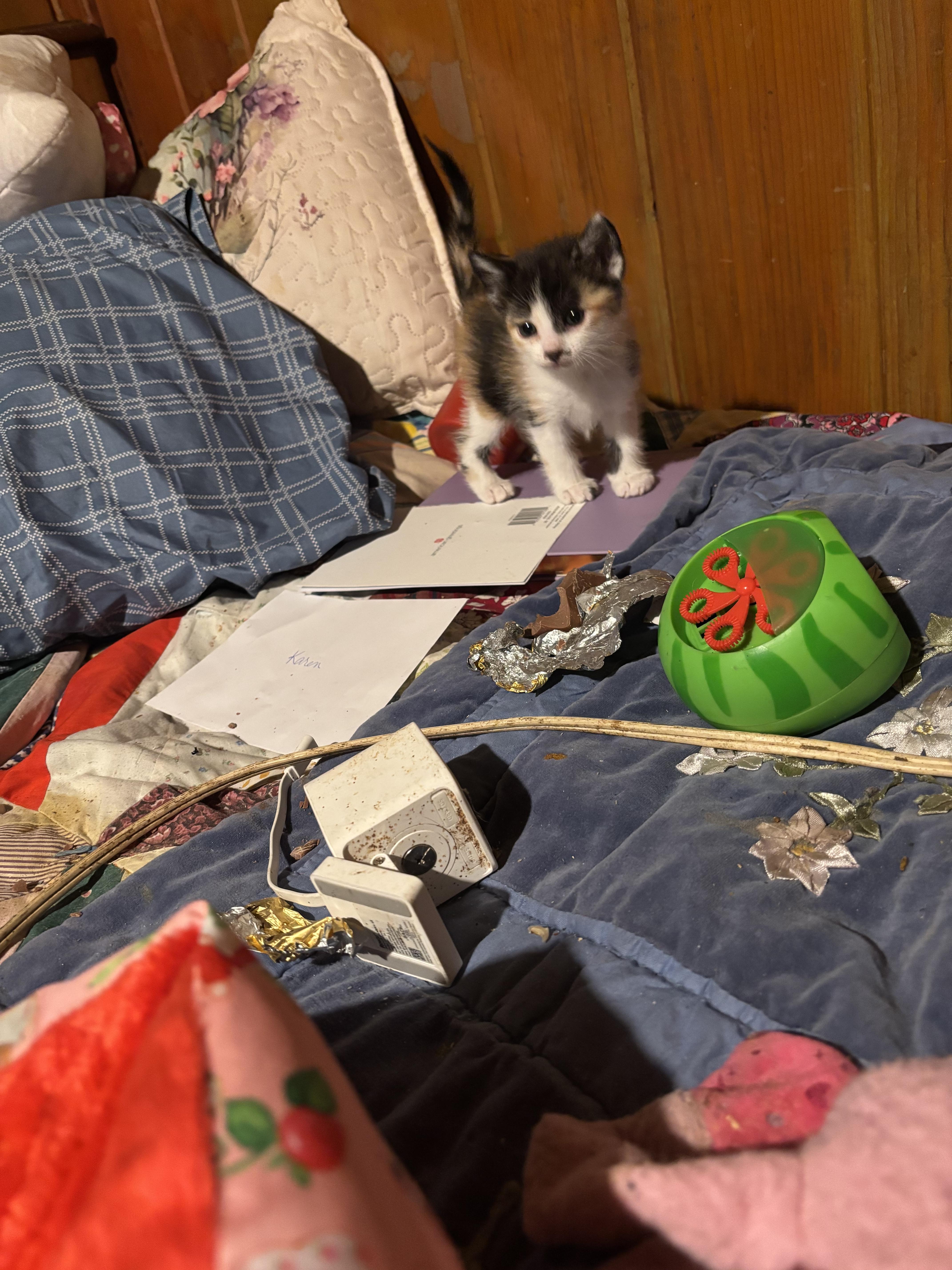 Paisley, a ADOPTABLE Calico in Lancaster, CA image 4/4