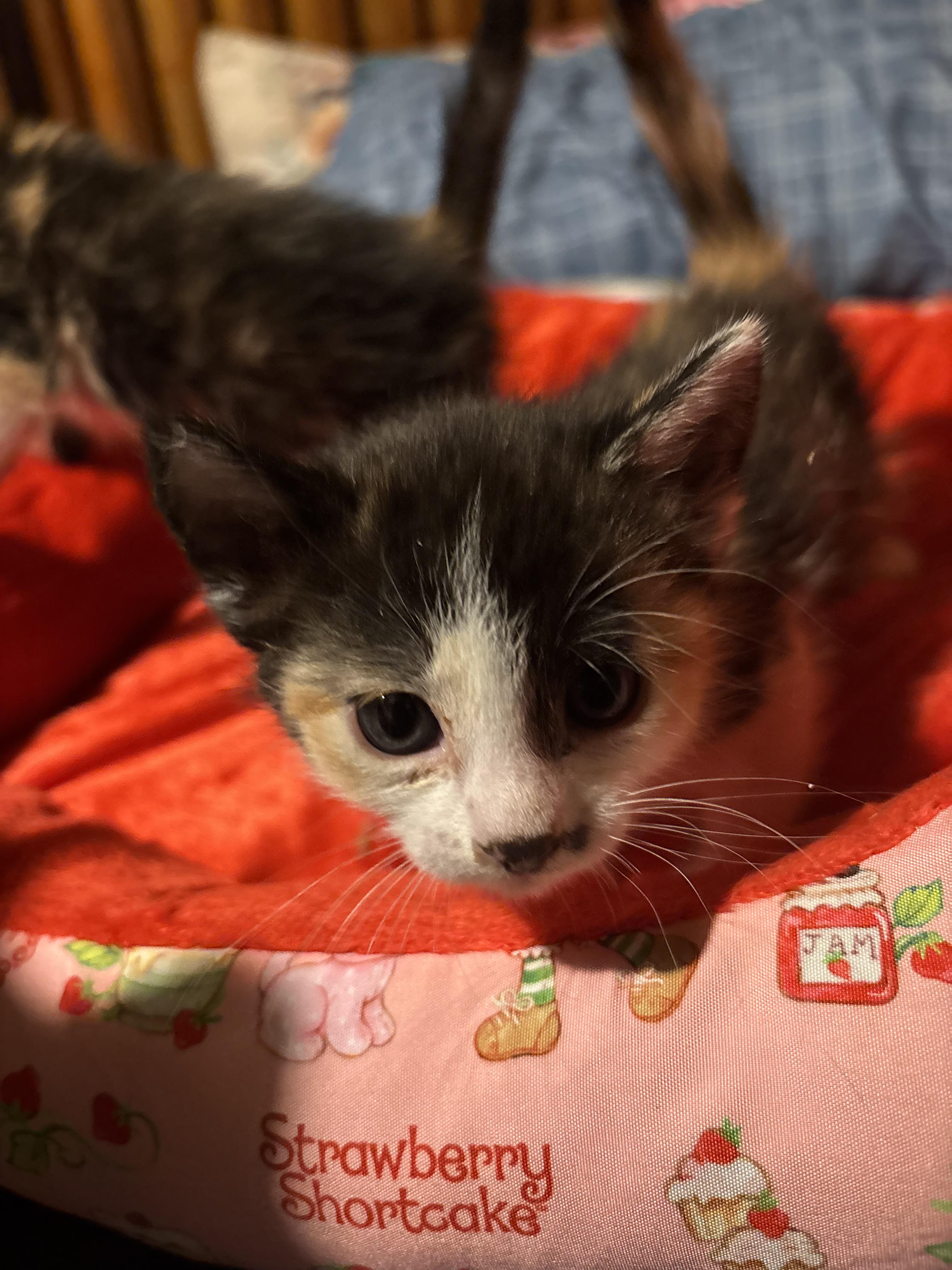 Paisley, a ADOPTABLE Calico in Lancaster, CA image 1/4