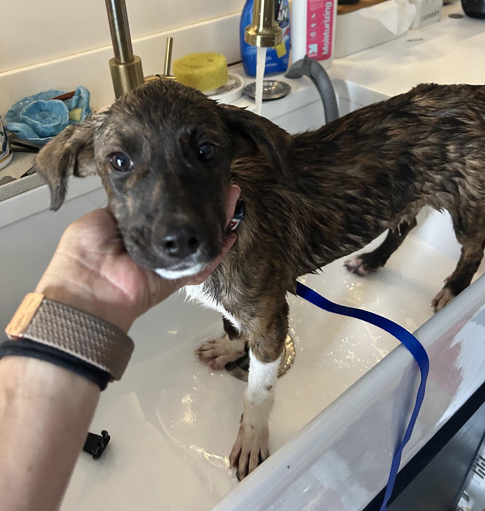 Junior, Adoptable, Puppy Male Plott Hound & Hound.