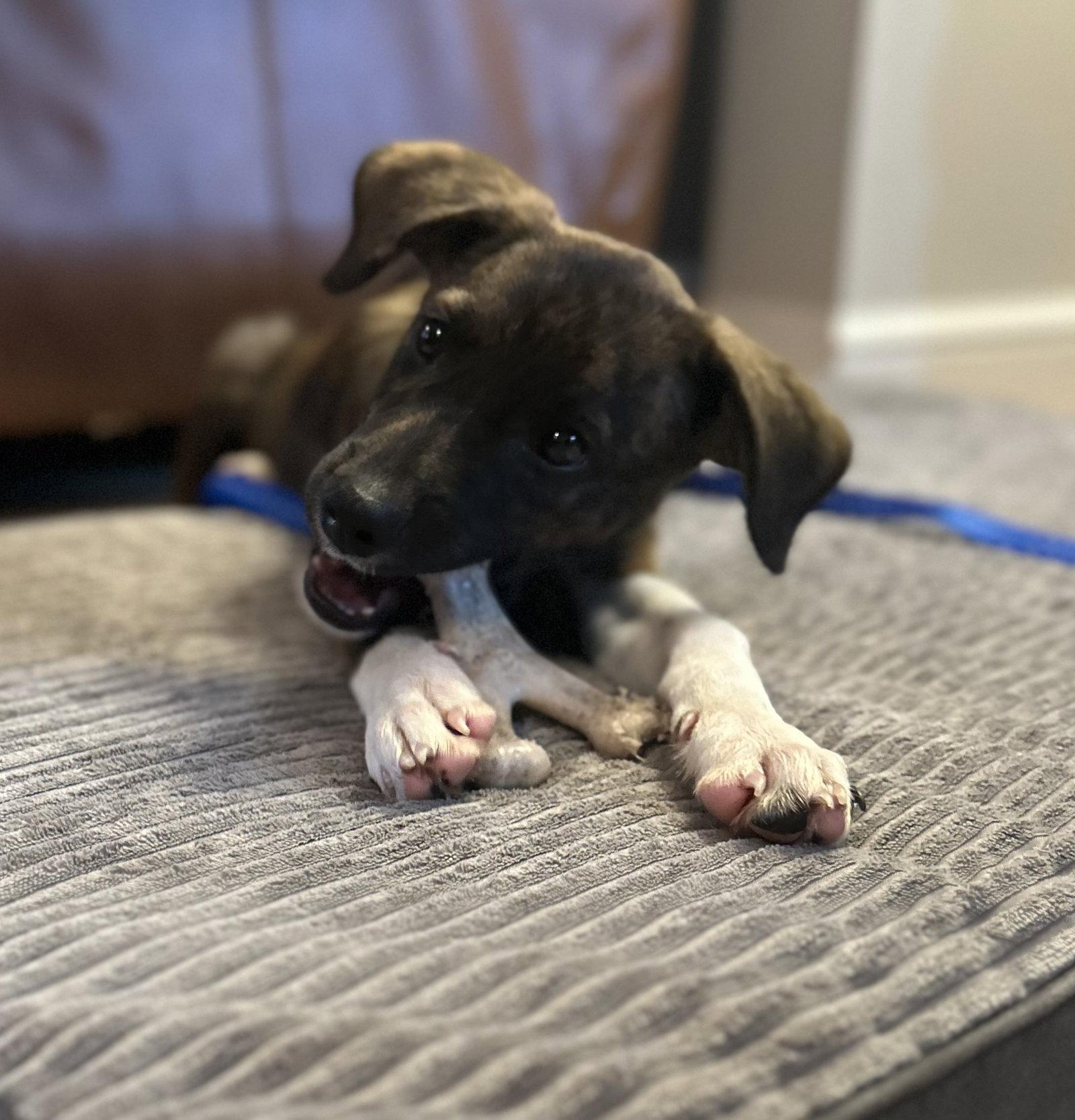 Enlarge Junior, a Adoptable mixed breed in Doylestown, PA image 2/3