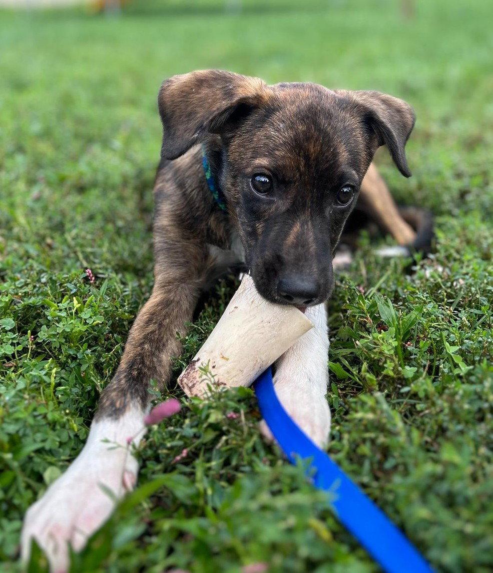 Enlarge Junior, a Adoptable mixed breed in Doylestown, PA image 3/3