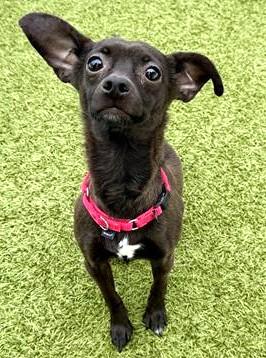 ROCCO, Adoptable, Young Male Chihuahua.