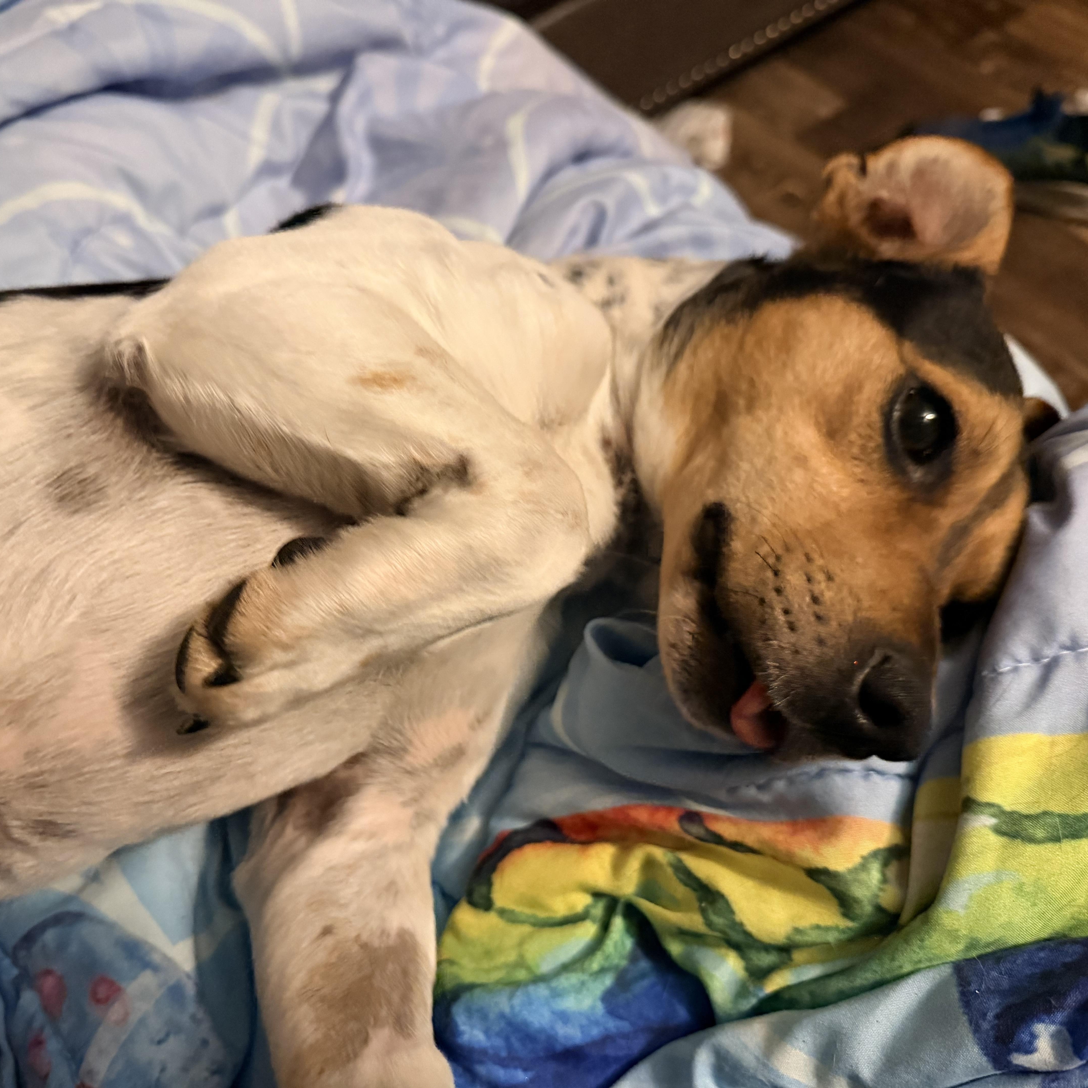 Enlarge Luke, a ADOPTABLE mixed breed in Chickamauga, GA image 4/6