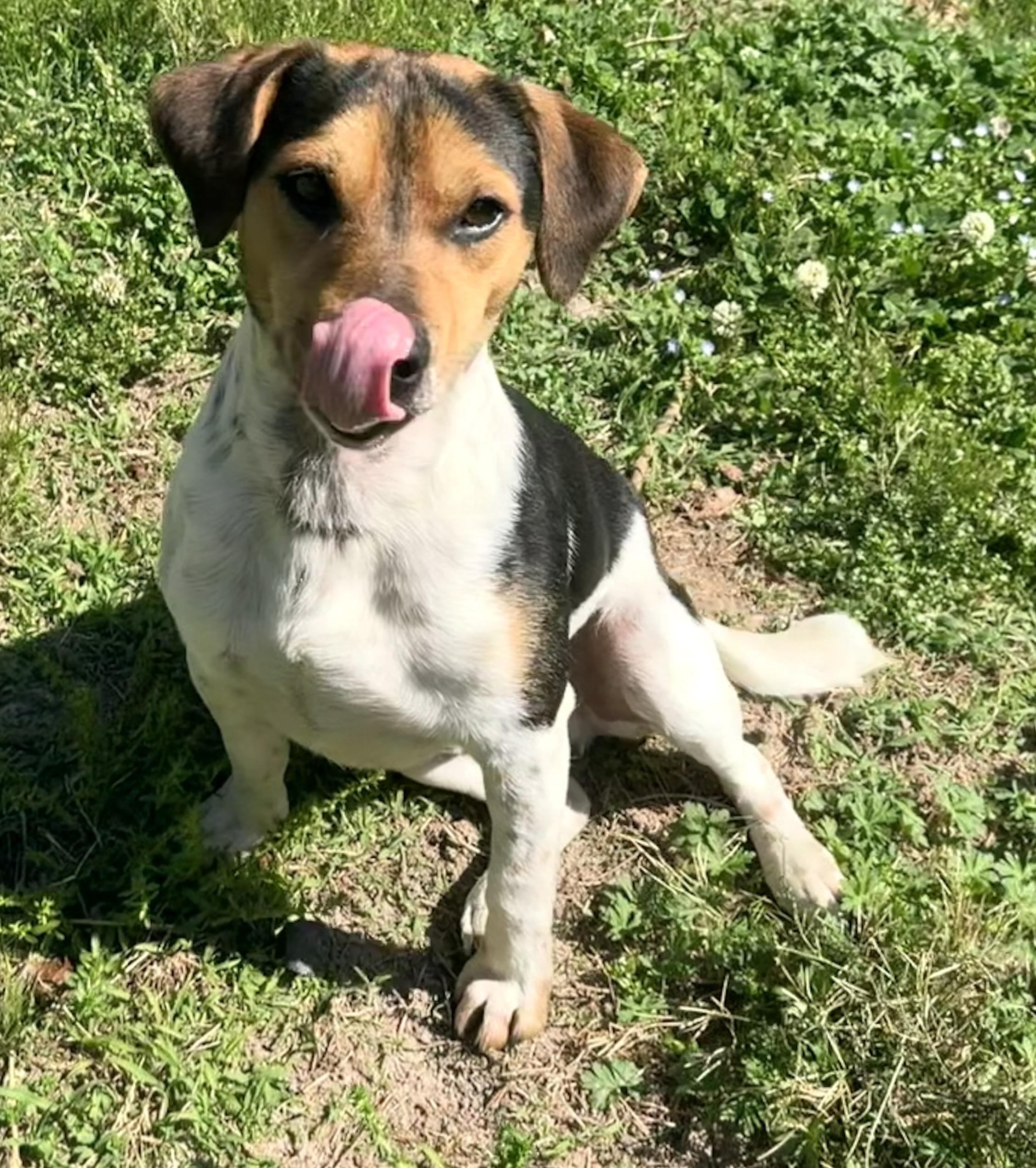 Enlarge Luke, a ADOPTABLE mixed breed in Chickamauga, GA image 5/5