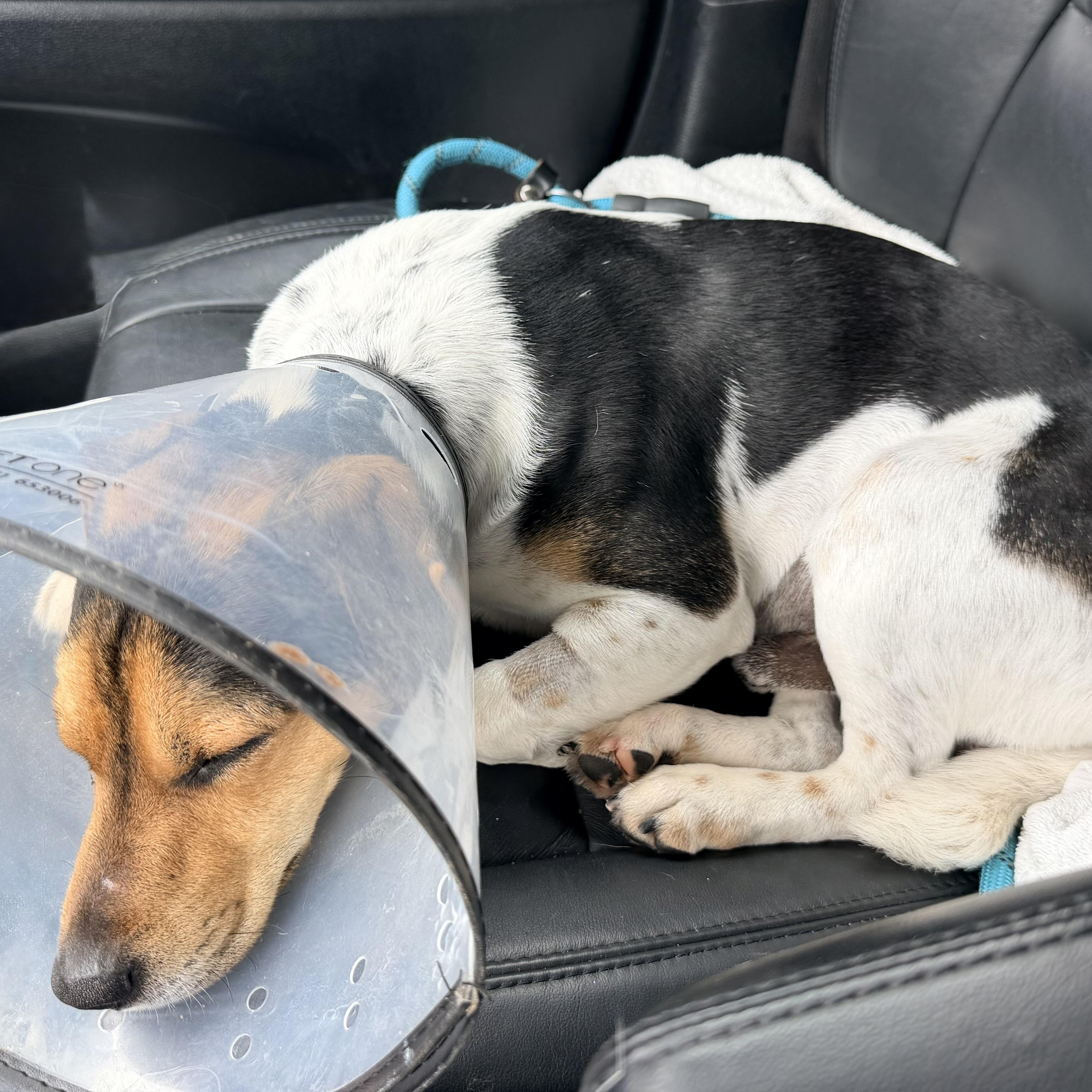 Enlarge Luke, a ADOPTABLE mixed breed in Chickamauga, GA image 5/6