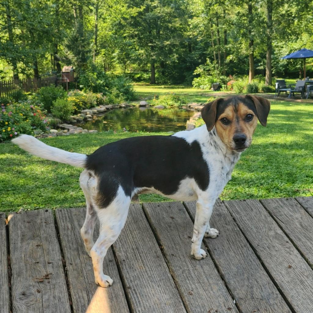 Luke, ADOPTABLE, Young Male Beagle.