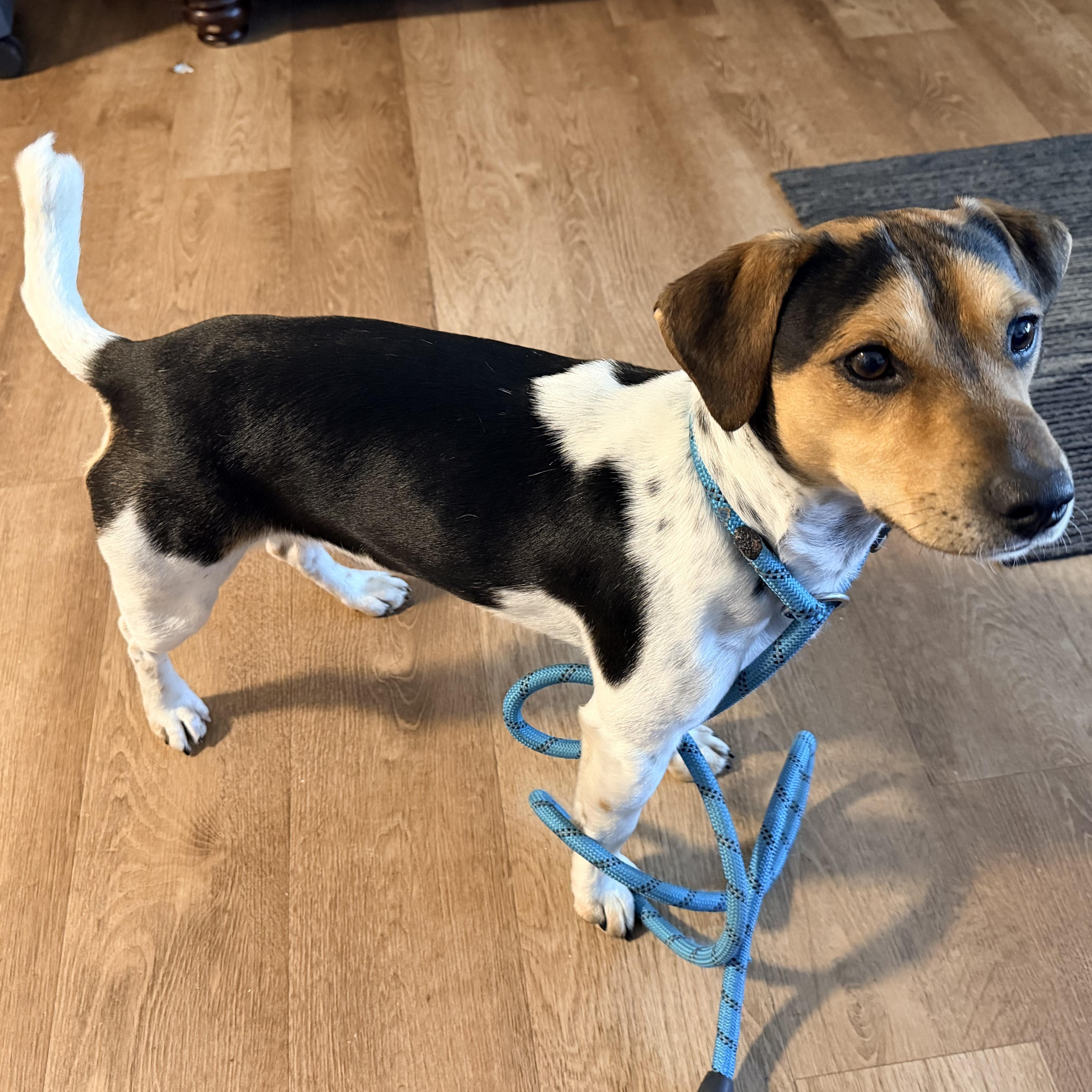 Enlarge Luke, a ADOPTABLE mixed breed in Chickamauga, GA image 3/6