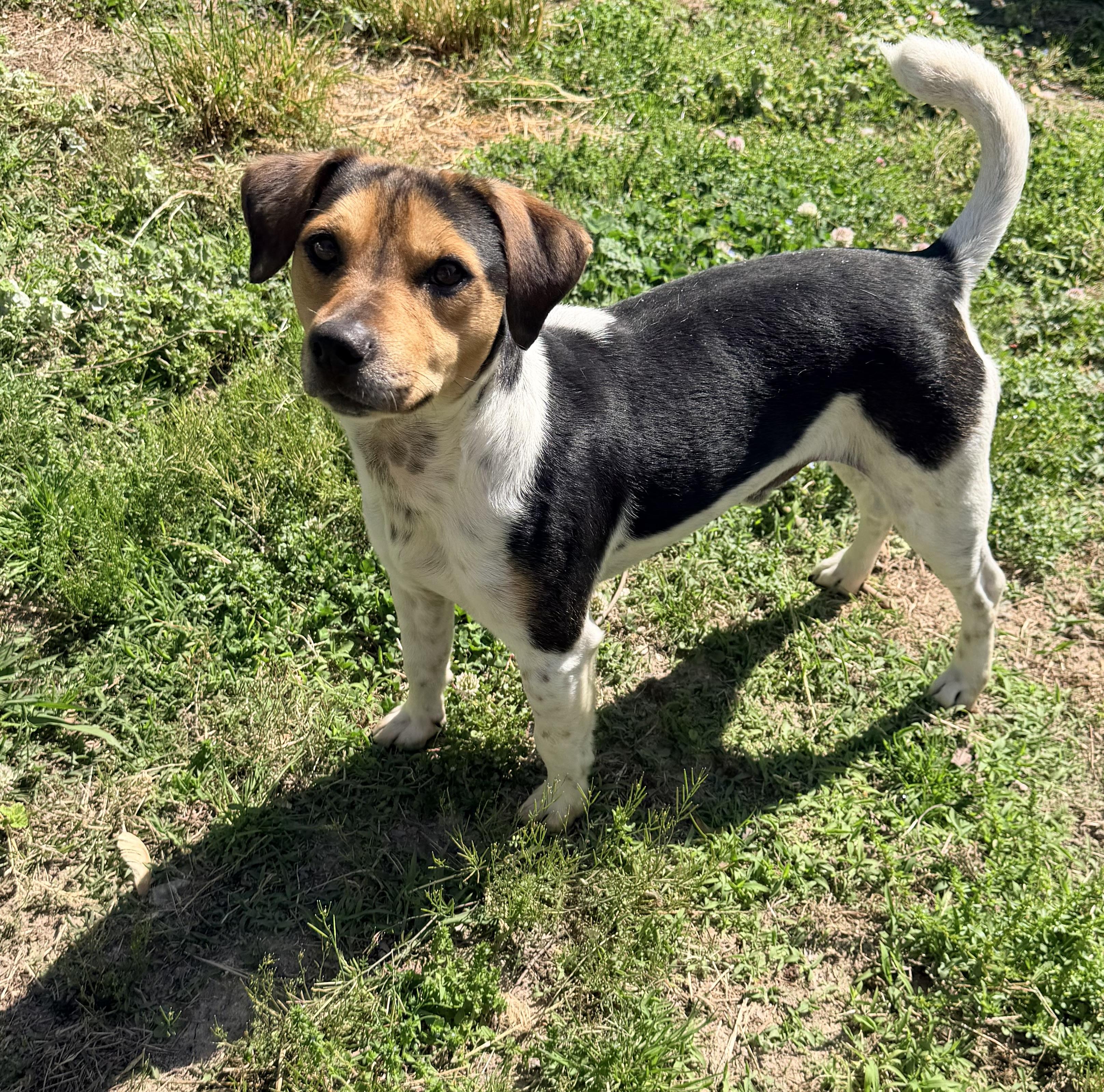Enlarge Luke, a ADOPTABLE mixed breed in Chickamauga, GA image 2/5