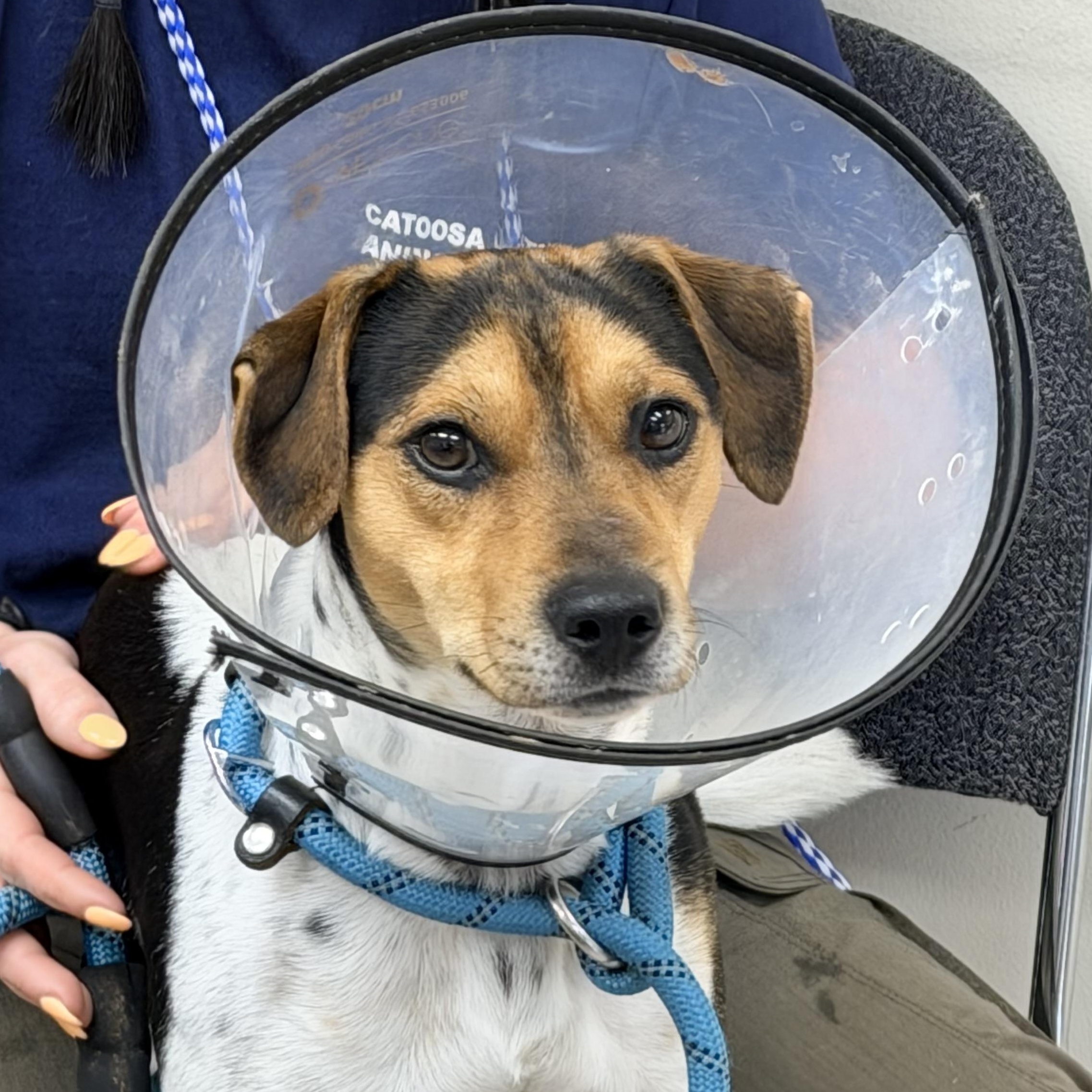 Luke, ADOPTABLE, Young Male Beagle.