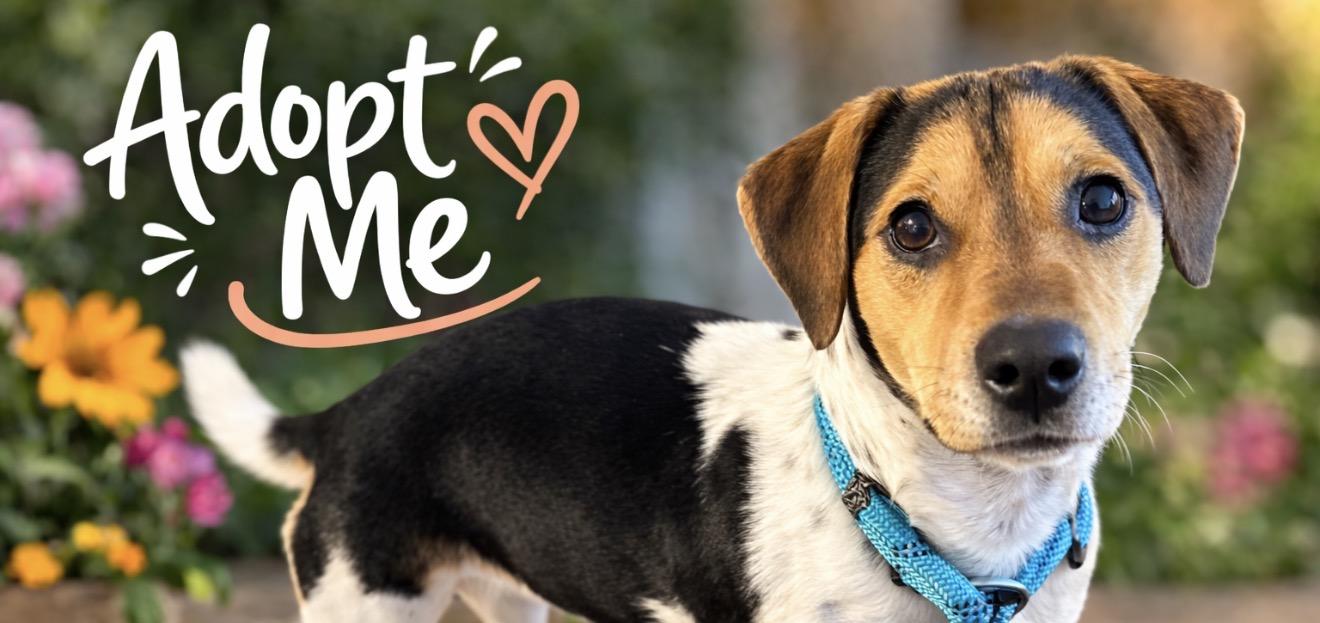 Enlarge Luke, a ADOPTABLE mixed breed in Chickamauga, GA image 2/6