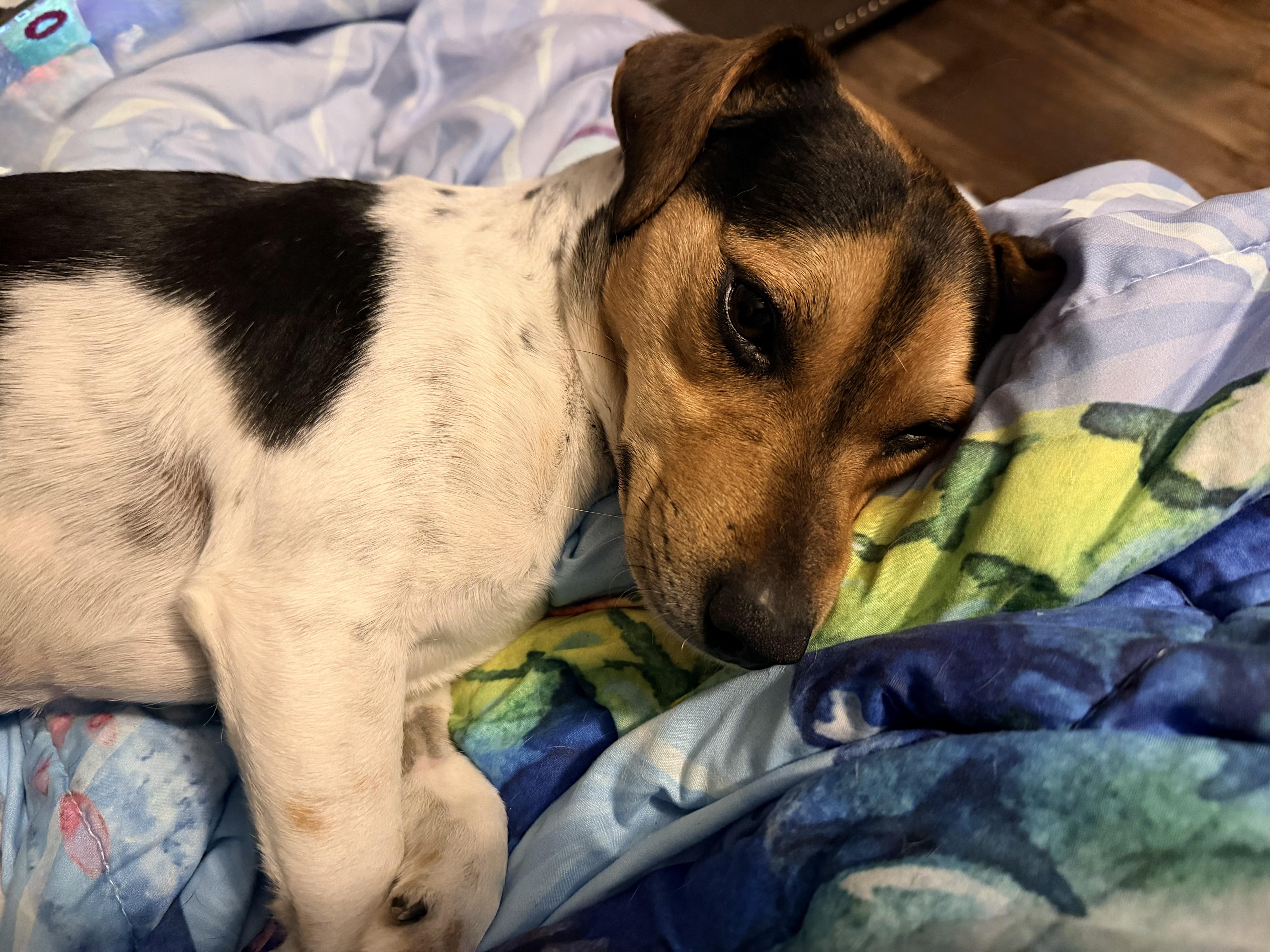 Enlarge Luke, a ADOPTABLE mixed breed in Chickamauga, GA image 6/6