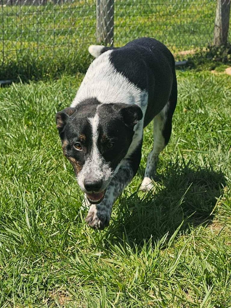 Enlarge Blue - Available For Adoption, a Adoptable mixed breed in Chickamauga , GA image 1/5