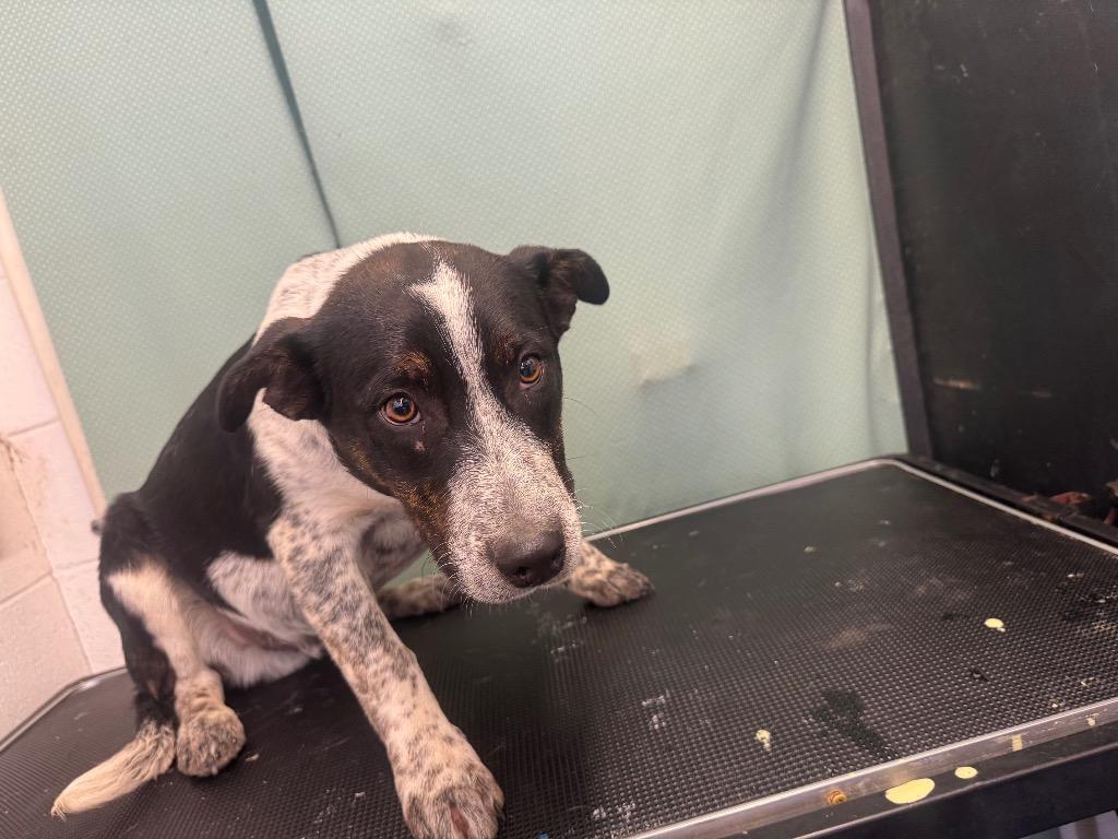 Enlarge Blue - Available For Adoption, a Adoptable mixed breed in Chickamauga , GA image 2/5