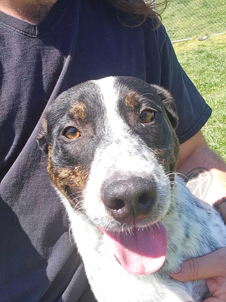 Enlarge Blue - Available For Adoption, a Adoptable mixed breed in Chickamauga , GA image 3/5