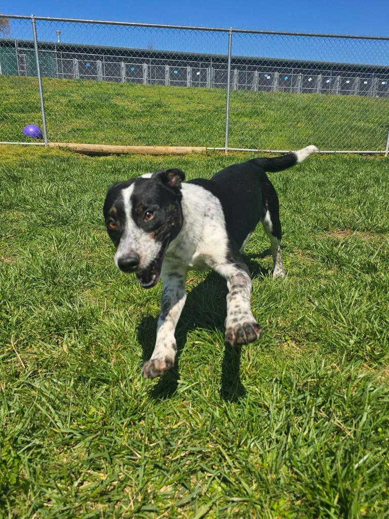 Enlarge Blue - Available For Adoption, a Adoptable mixed breed in Chickamauga , GA image 4/5