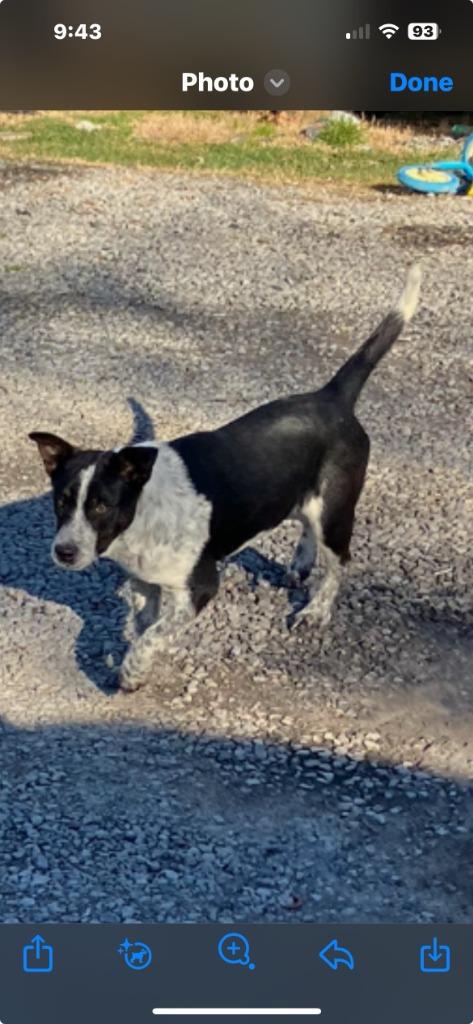 Enlarge Blue - Available For Adoption, a Adoptable mixed breed in Chickamauga , GA image 5/5