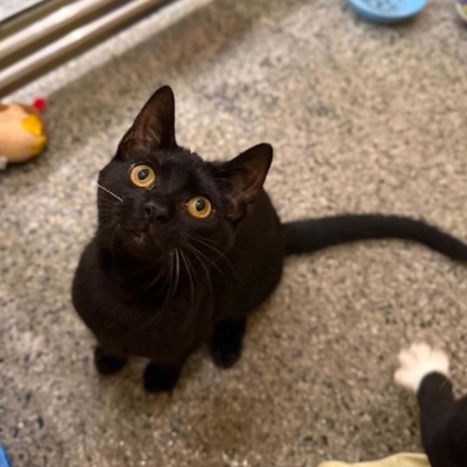 Recorder, ADOPTABLE, Kitten Male Domestic Short Hair.