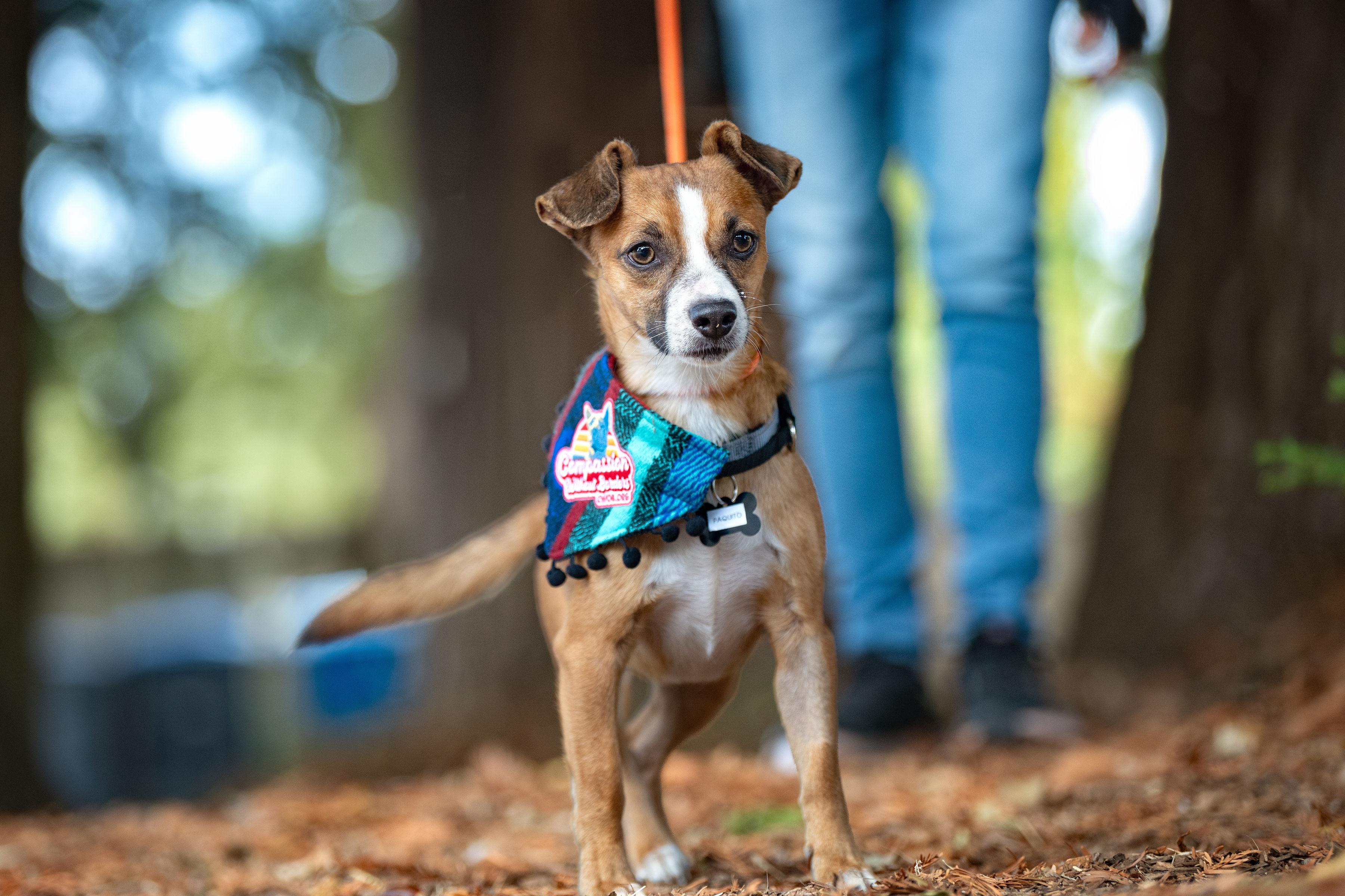 Enlarge Paquito, a Adoptable mixed breed in Santa Rosa, CA image 5/6