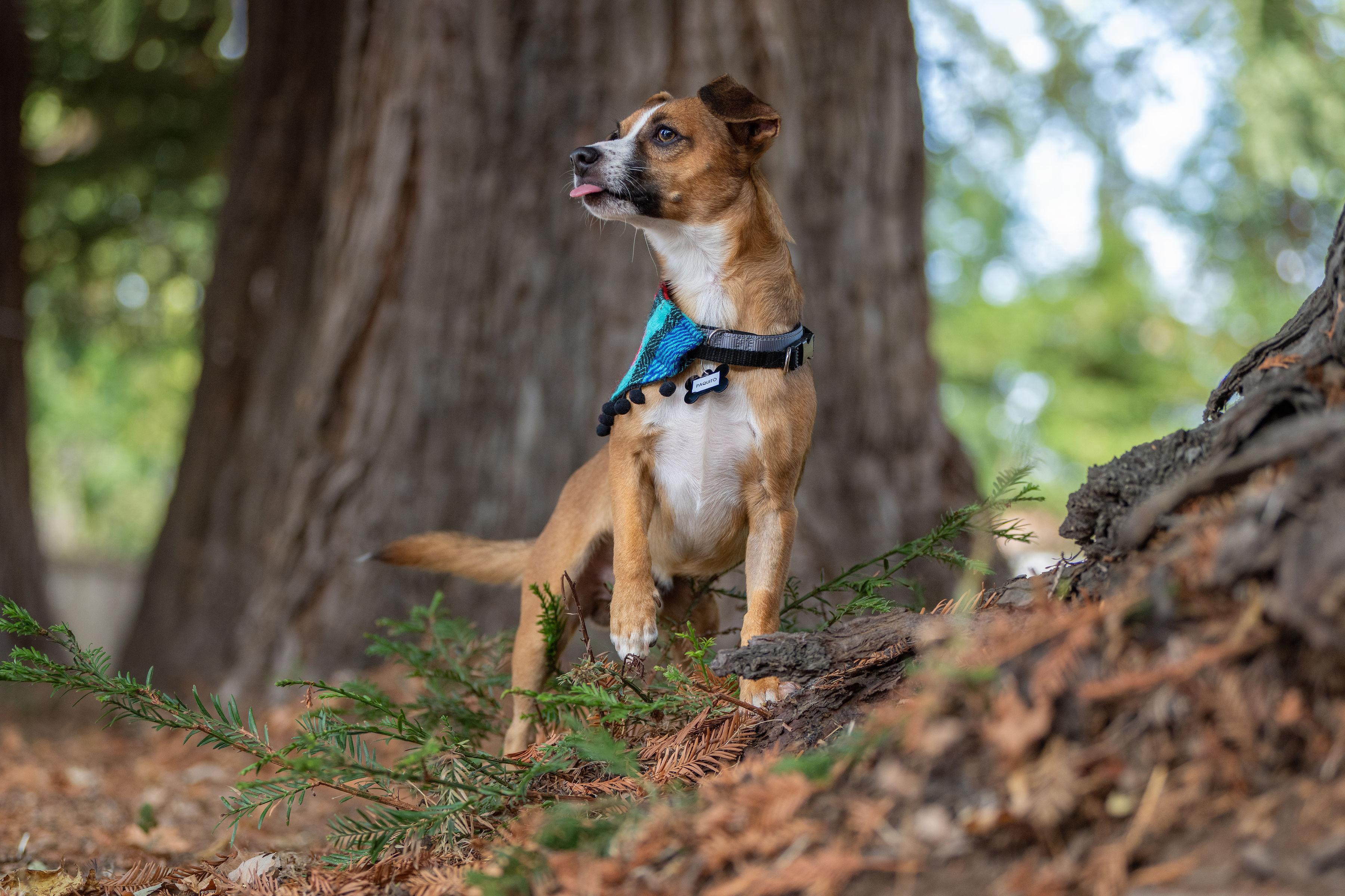 Enlarge Paquito, a Adoptable mixed breed in Santa Rosa, CA image 3/6