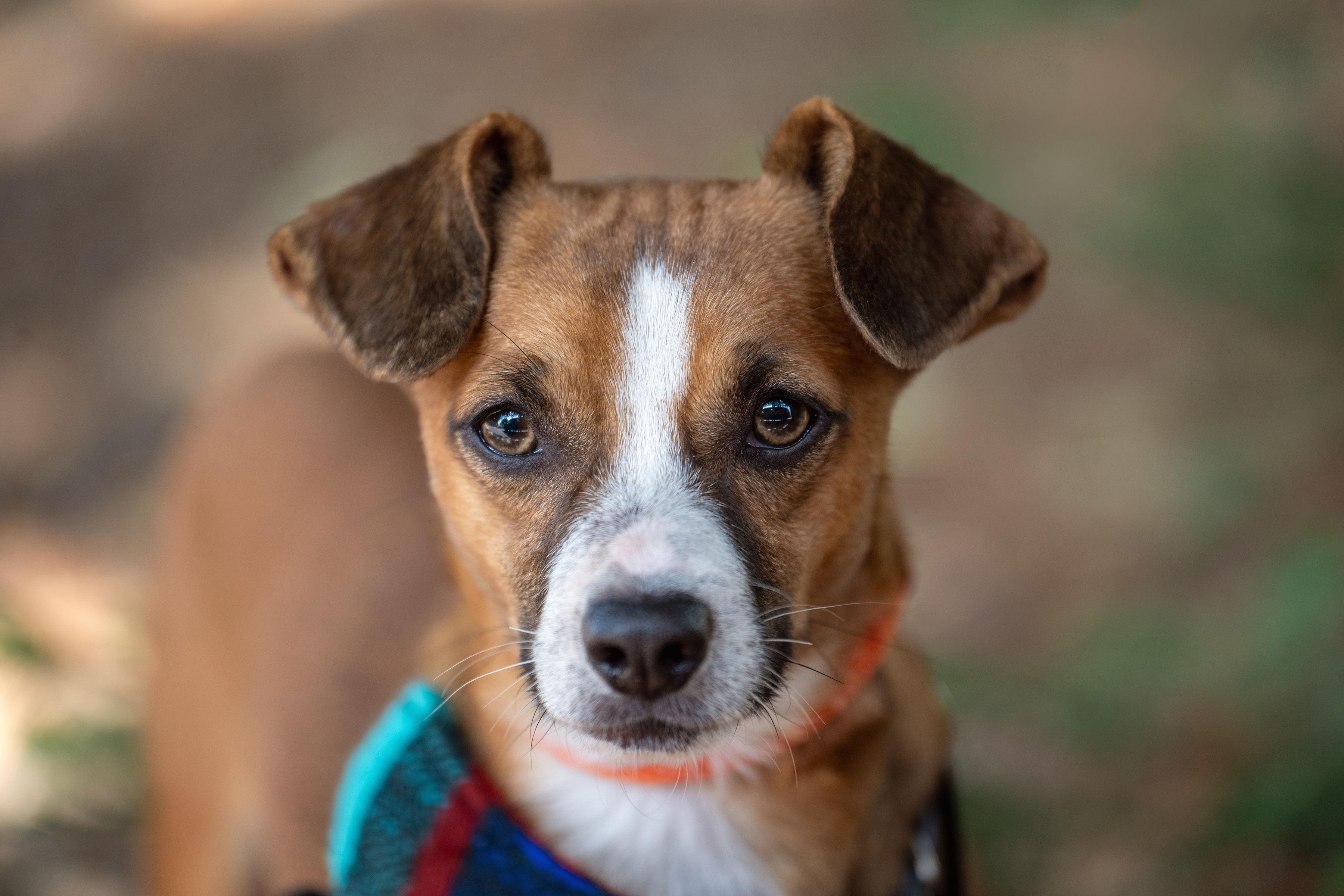 Paquito, Adoptable, Young Male Chihuahua & Beagle.