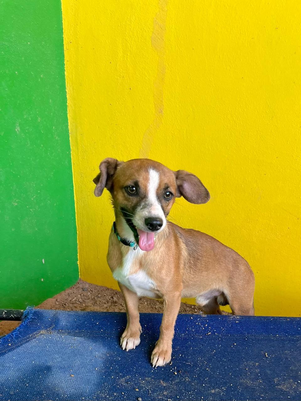 Enlarge Paquito, a Adoptable mixed breed in Santa Rosa, CA image 2/6