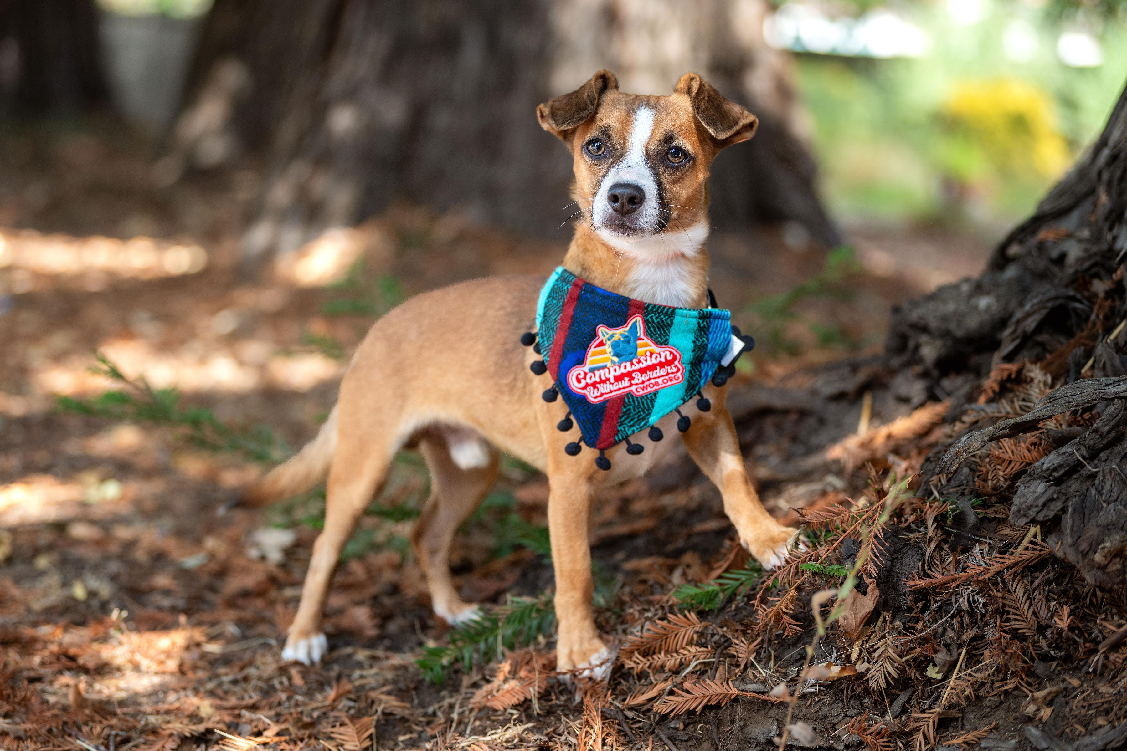 Enlarge Paquito, a Adoptable mixed breed in Santa Rosa, CA image 4/6