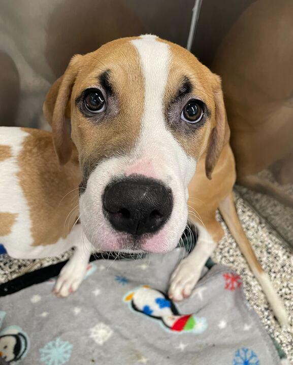 Cruz, adopted, Puppy Male Mixed Breed.