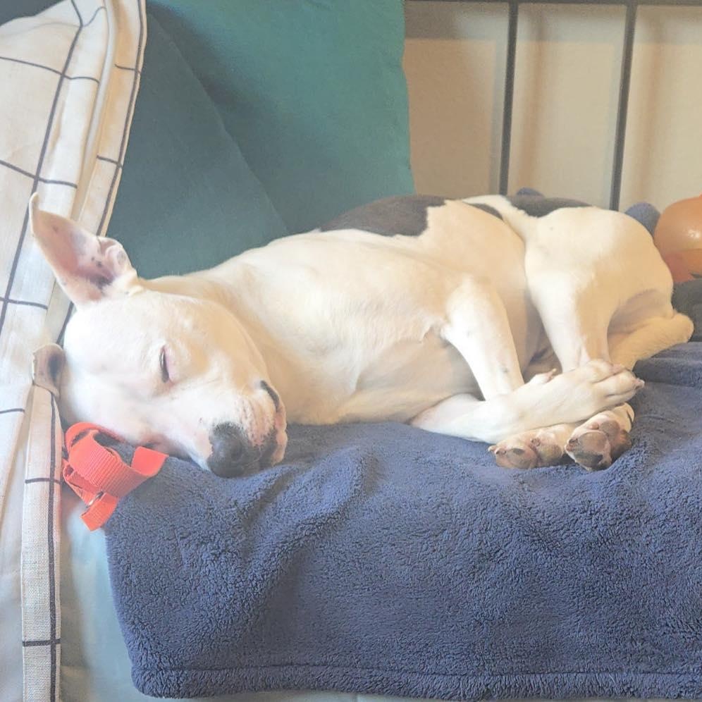 Reddy, Adoptable, Adult Male Pit Bull Terrier.