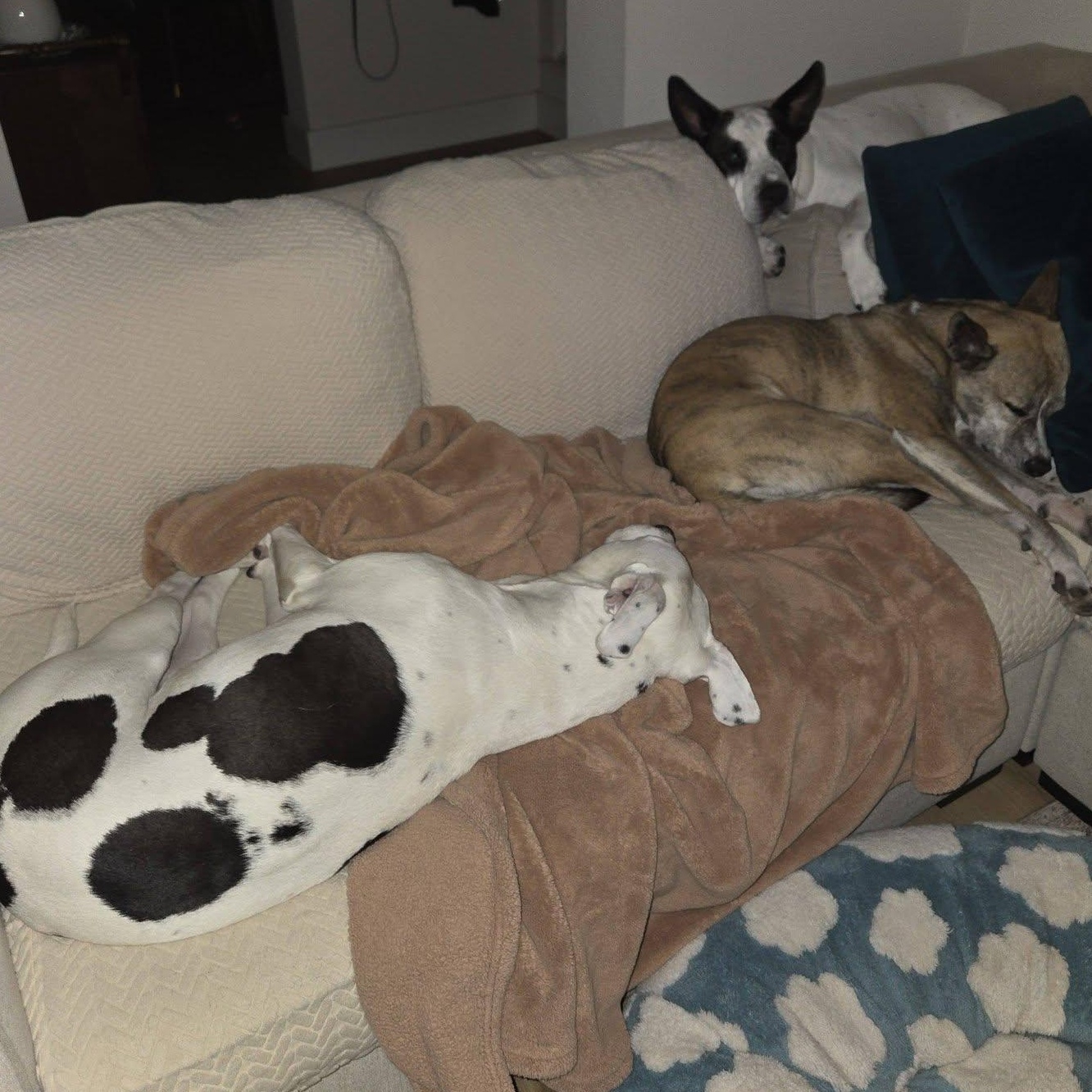 Enlarge Reddy, a Adoptable mixed breed in Georgetown, TX image 6/6