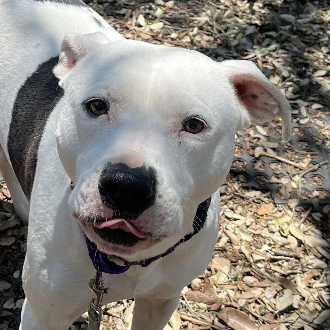 Reddy, an adoptable Pit Bull Terrier in Georgetown, TX, 78633 | Photo Image 3