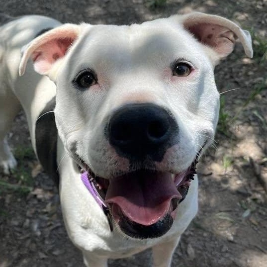 Enlarge Reddy, a Adoptable mixed breed in Georgetown, TX image 4/6
