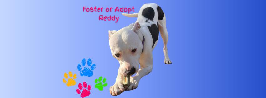 Reddy, an adoptable Pit Bull Terrier in Georgetown, TX, 78633 | Photo Image 1