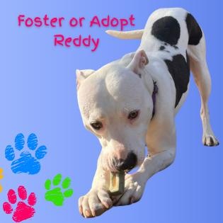 Enlarge Reddy, a Adoptable mixed breed in Georgetown, TX image 1/6