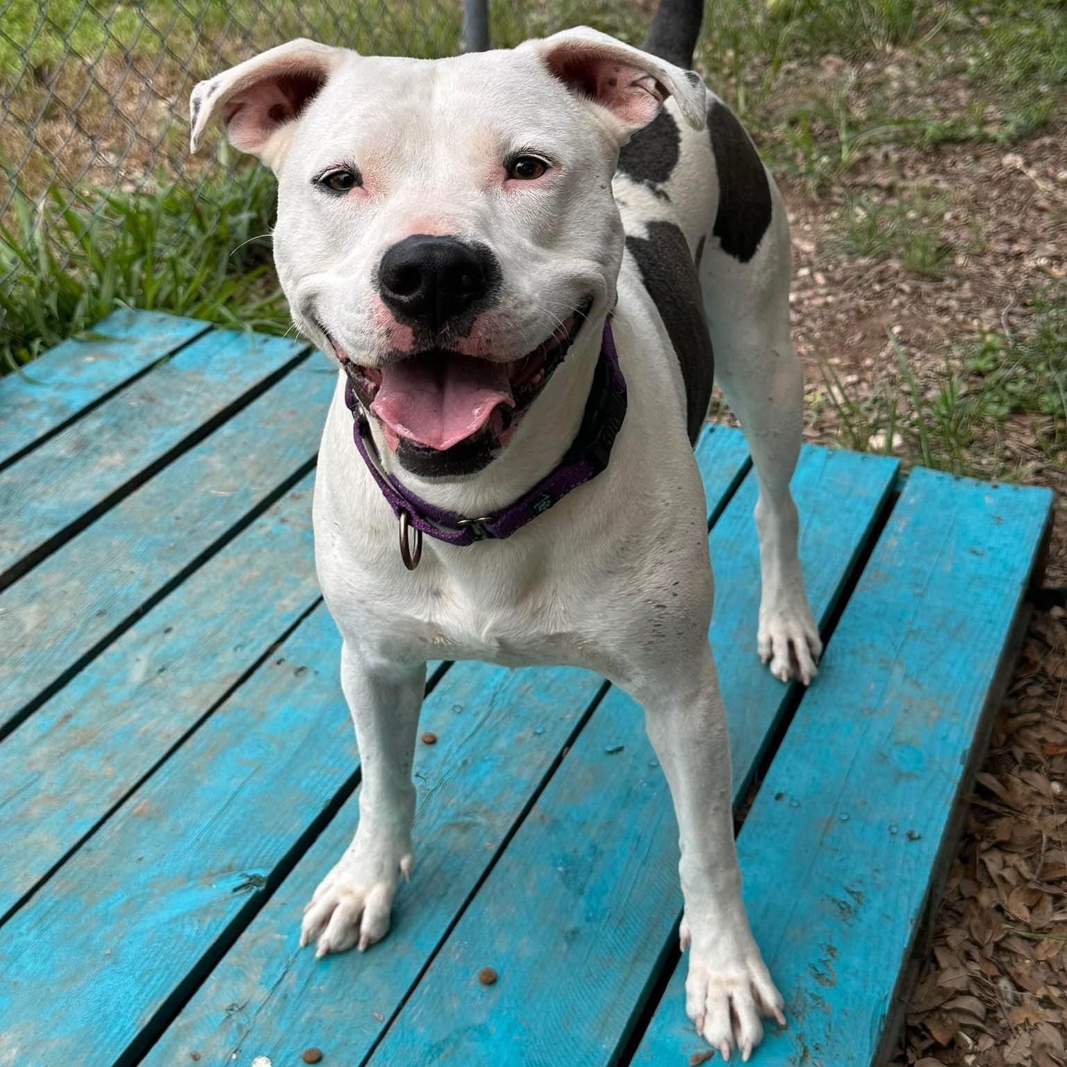 Reddy, an adoptable Pit Bull Terrier in Georgetown, TX, 78633 | Photo Image 5