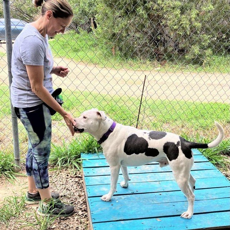 Reddy, an adoptable Pit Bull Terrier in Georgetown, TX, 78633 | Photo Image 6