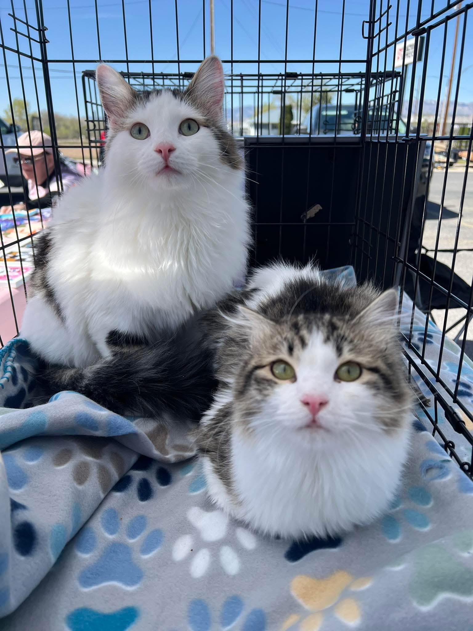 Bjorn & Duva, an adoptable Domestic Long Hair in Price, UT, 84501 | Photo Image 1