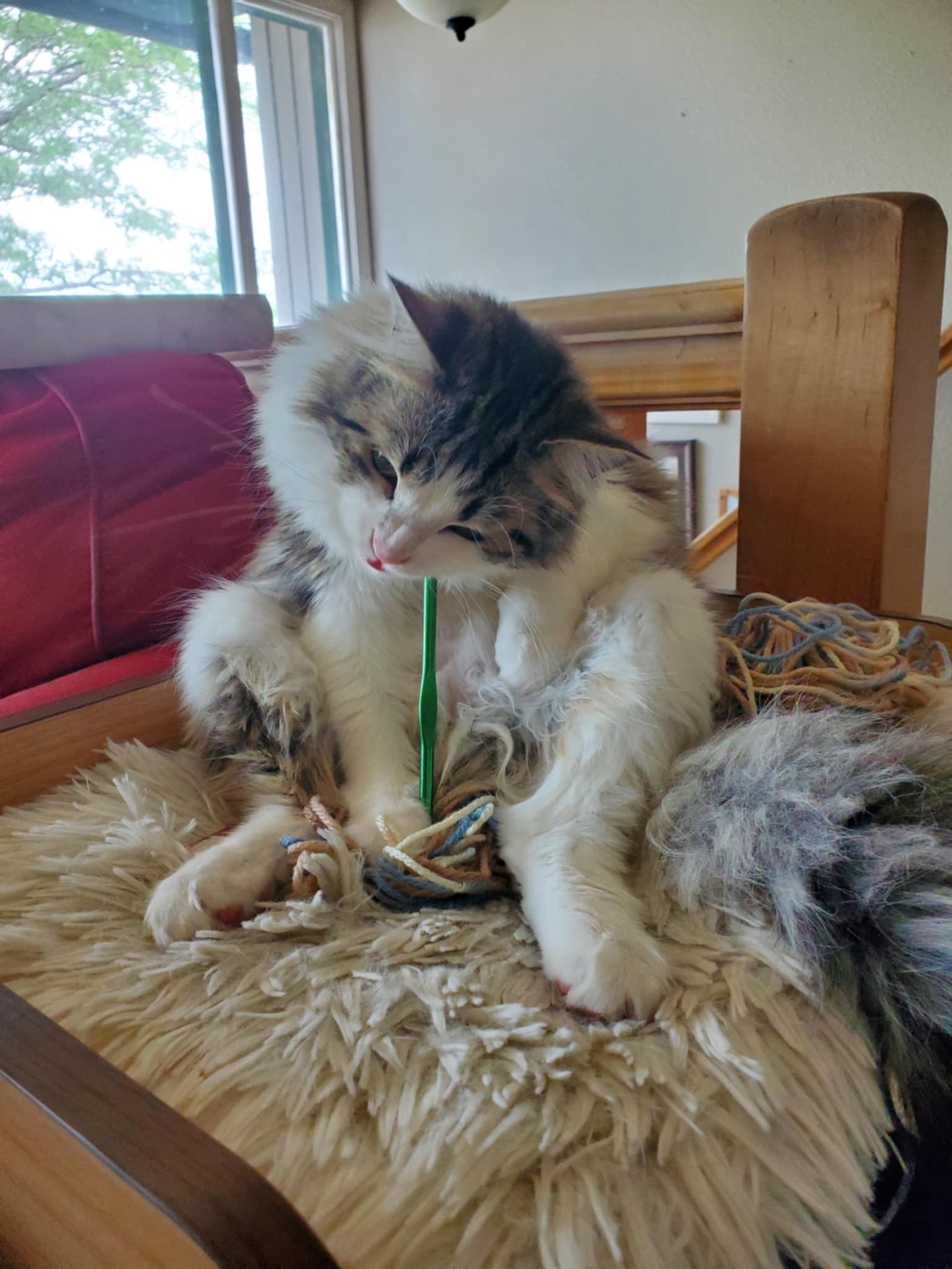 Bjorn & Duva, an adoptable Domestic Long Hair in Price, UT, 84501 | Photo Image 2