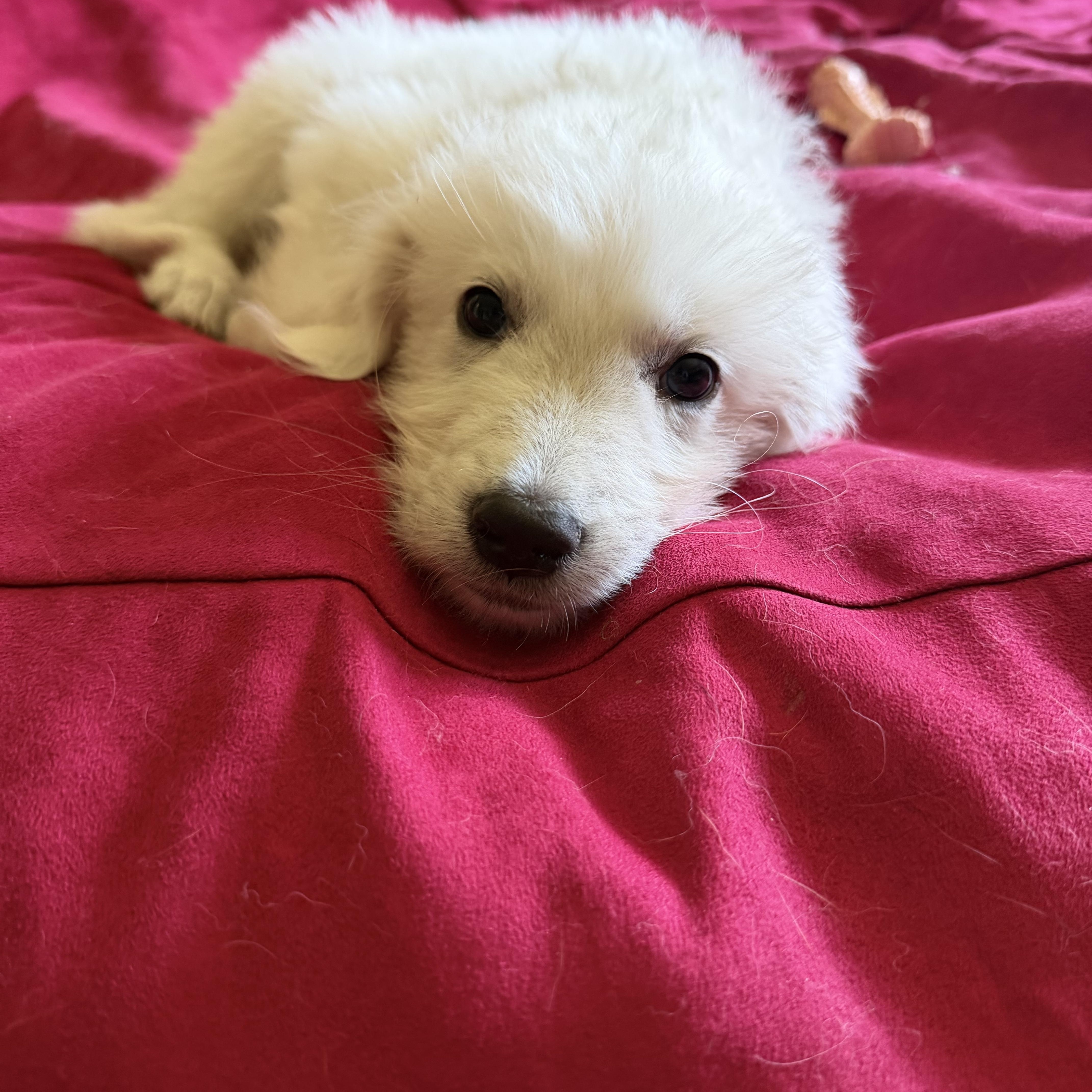 Bubbles and Harry, Adoptable, Puppy Female Maremma Sheepdog & Great Pyrenees.