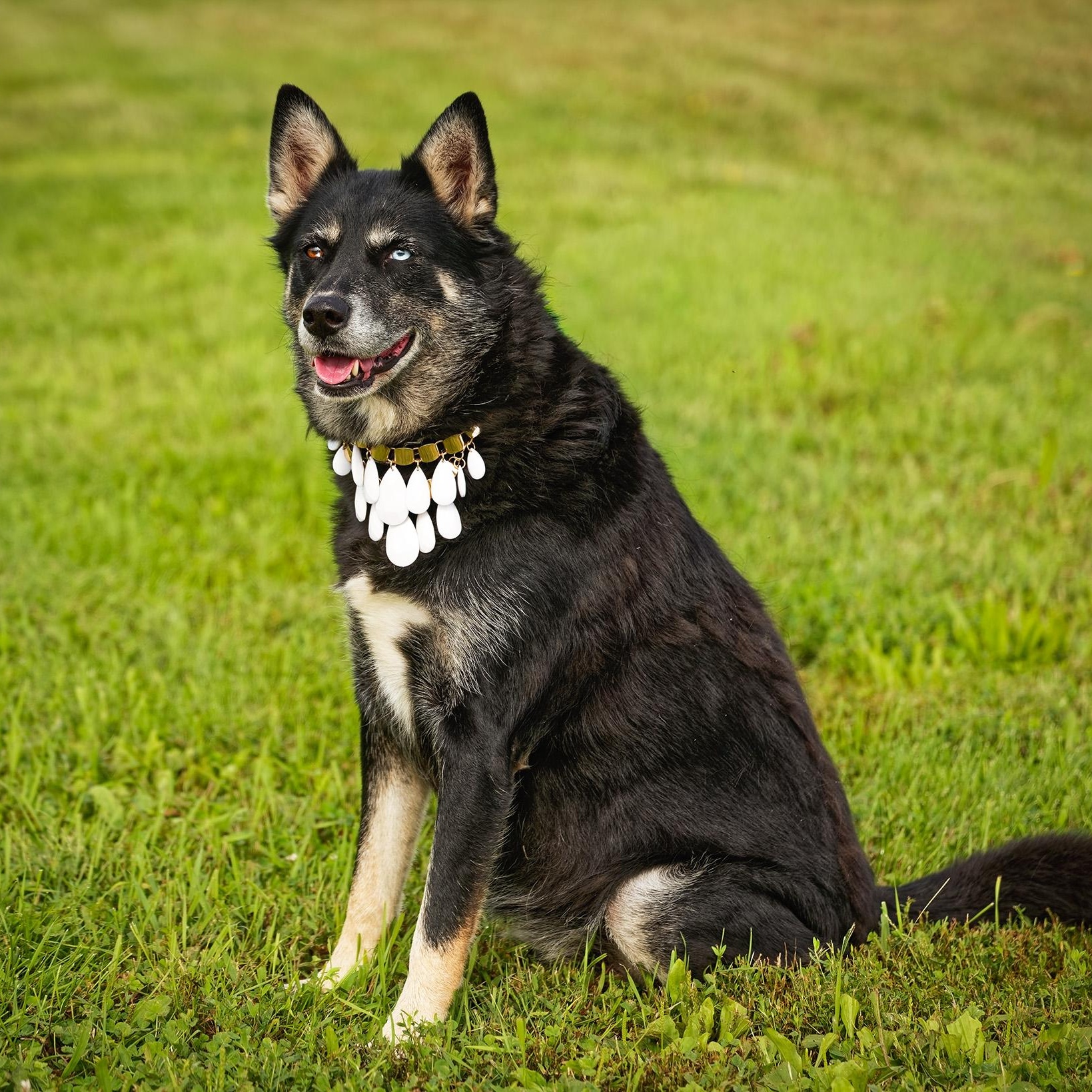 Enlarge Myra, a Adoptable mixed breed in Clarinda, IA image 4/5